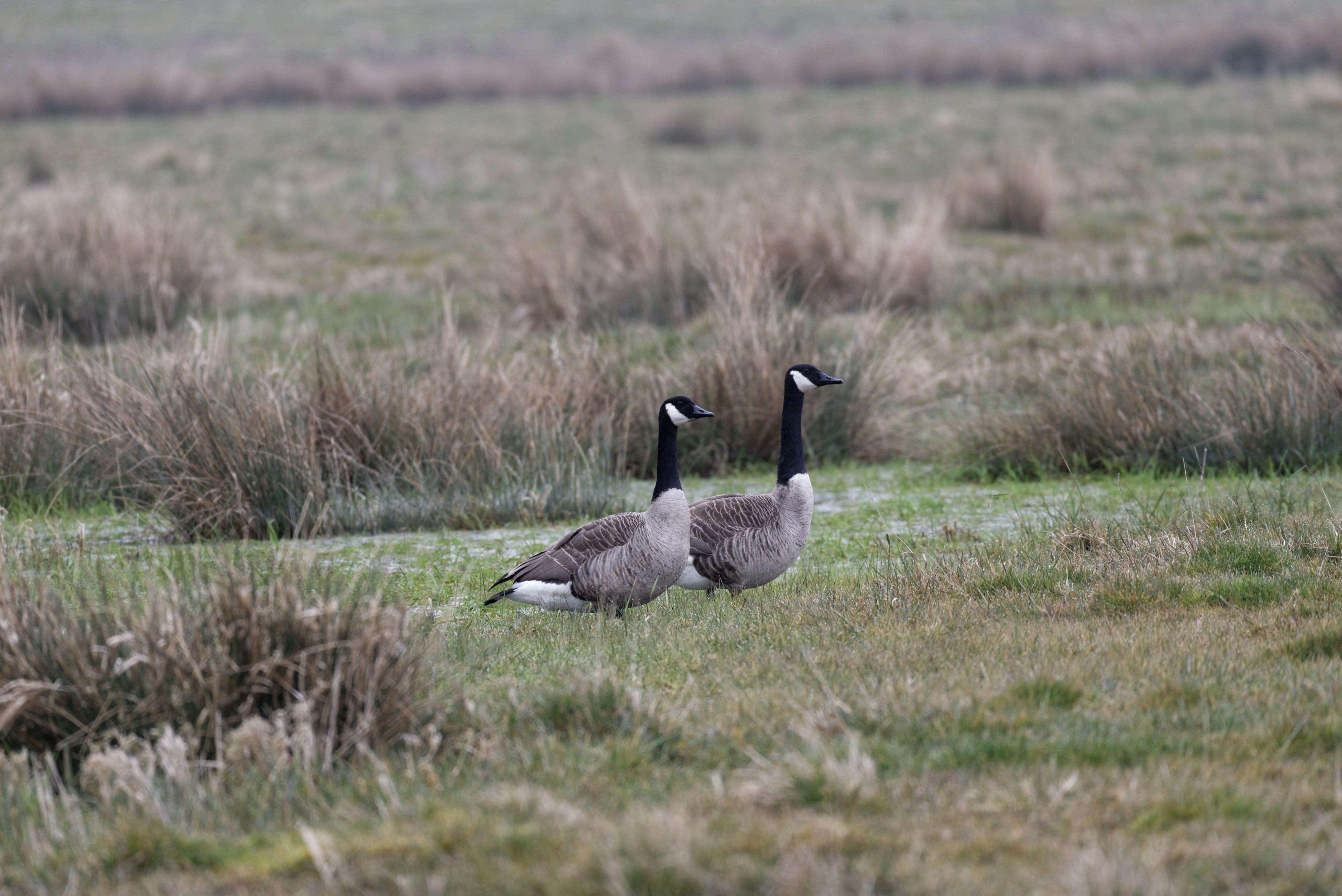 Kandagänse im Naturschutzgebiet Ahsewiesen im Kreis Soest 01