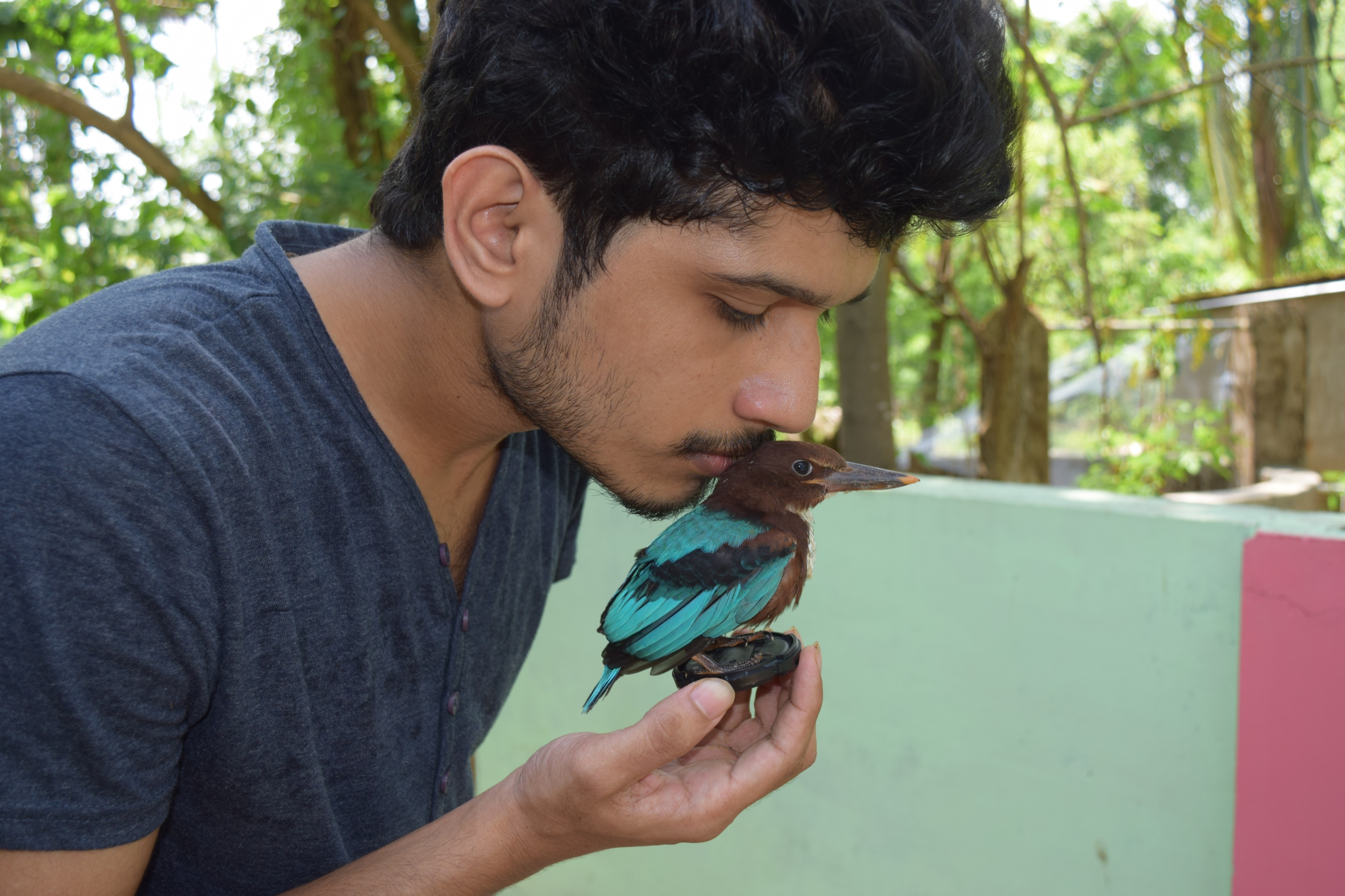 Kissing kingfisher