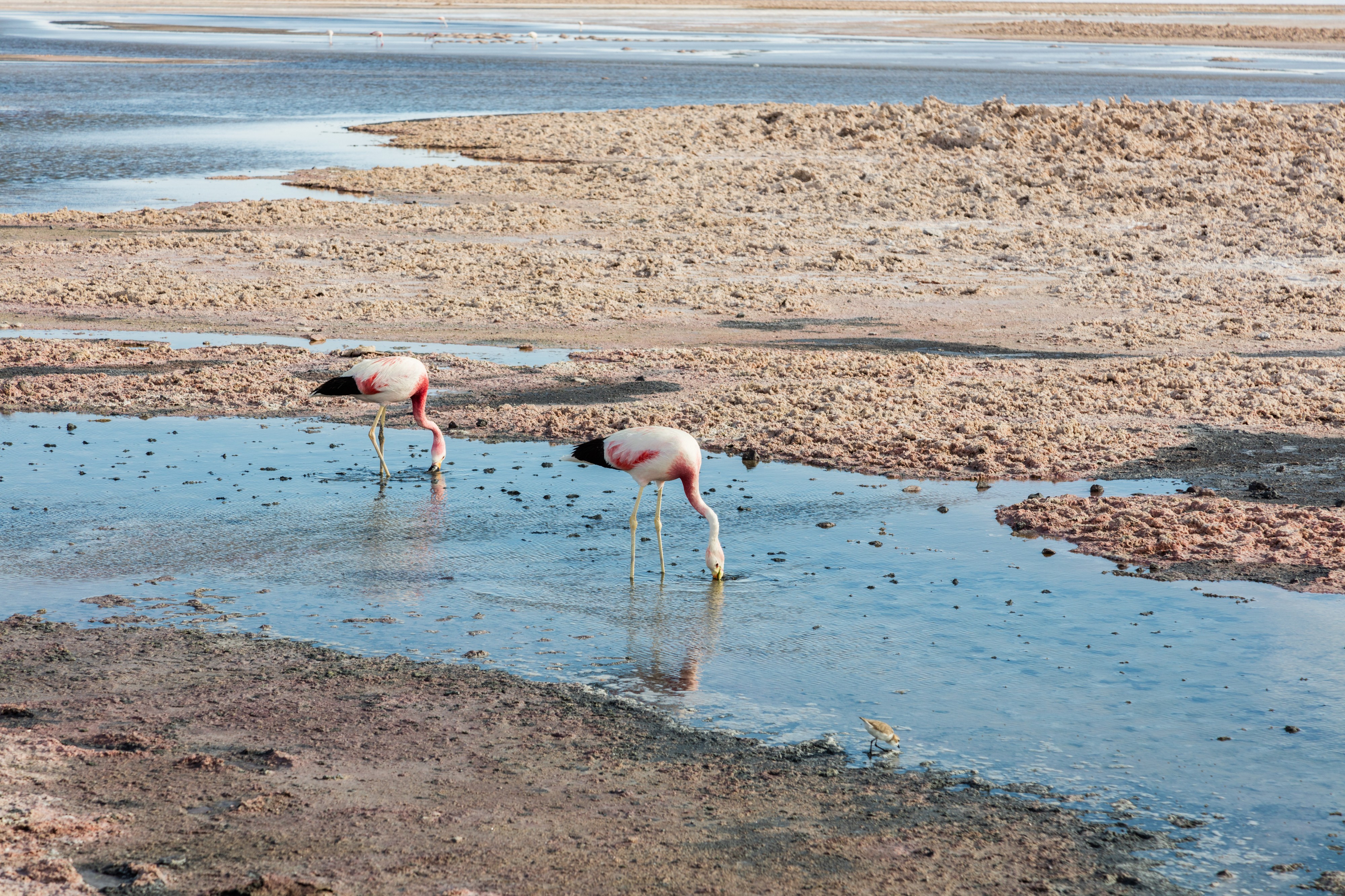 Laguna Chaxa, Desierto de Atacama, Chile, 2016-02-06, DD 34