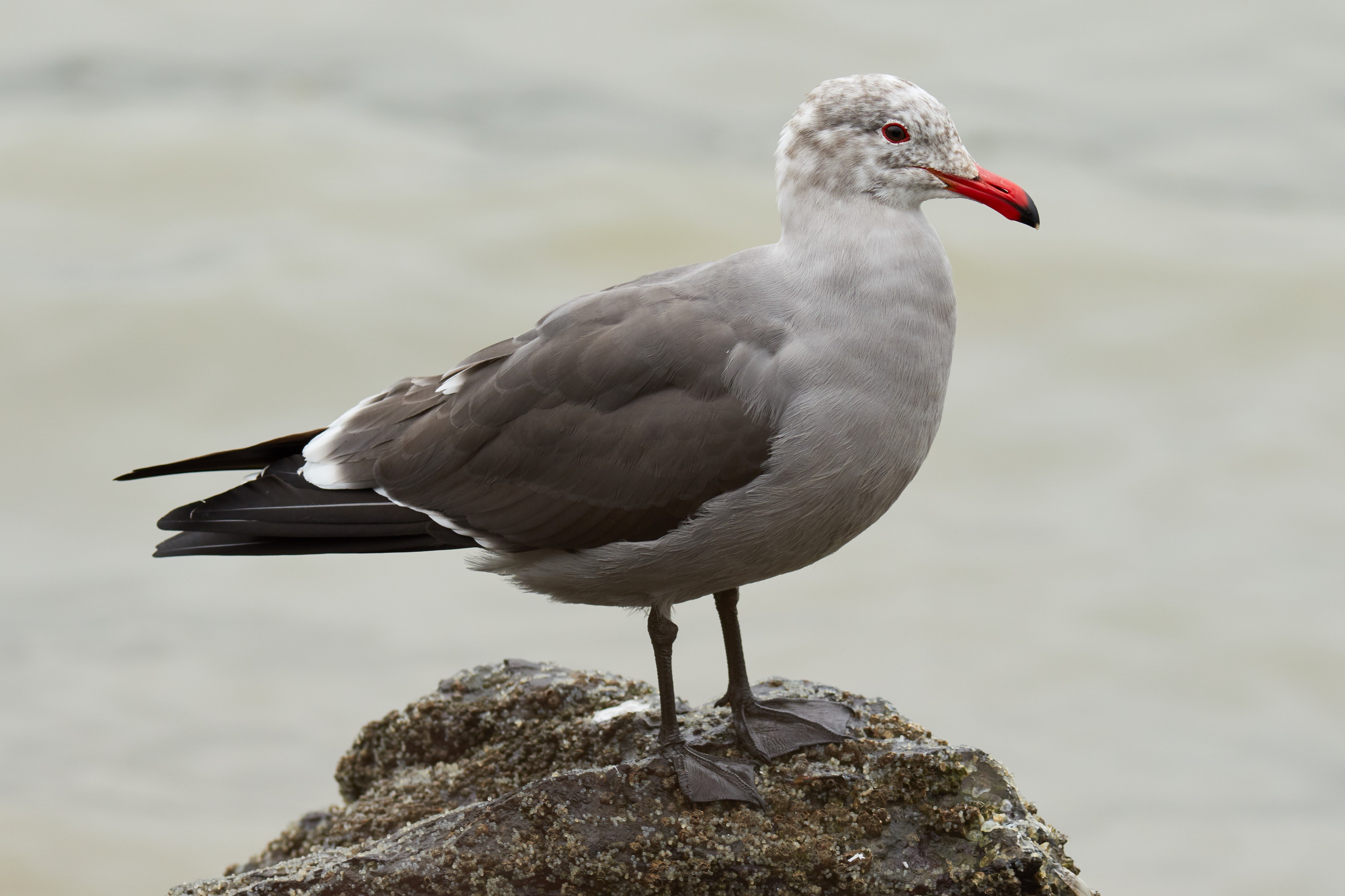 Larus heermanni at Richardson Bay