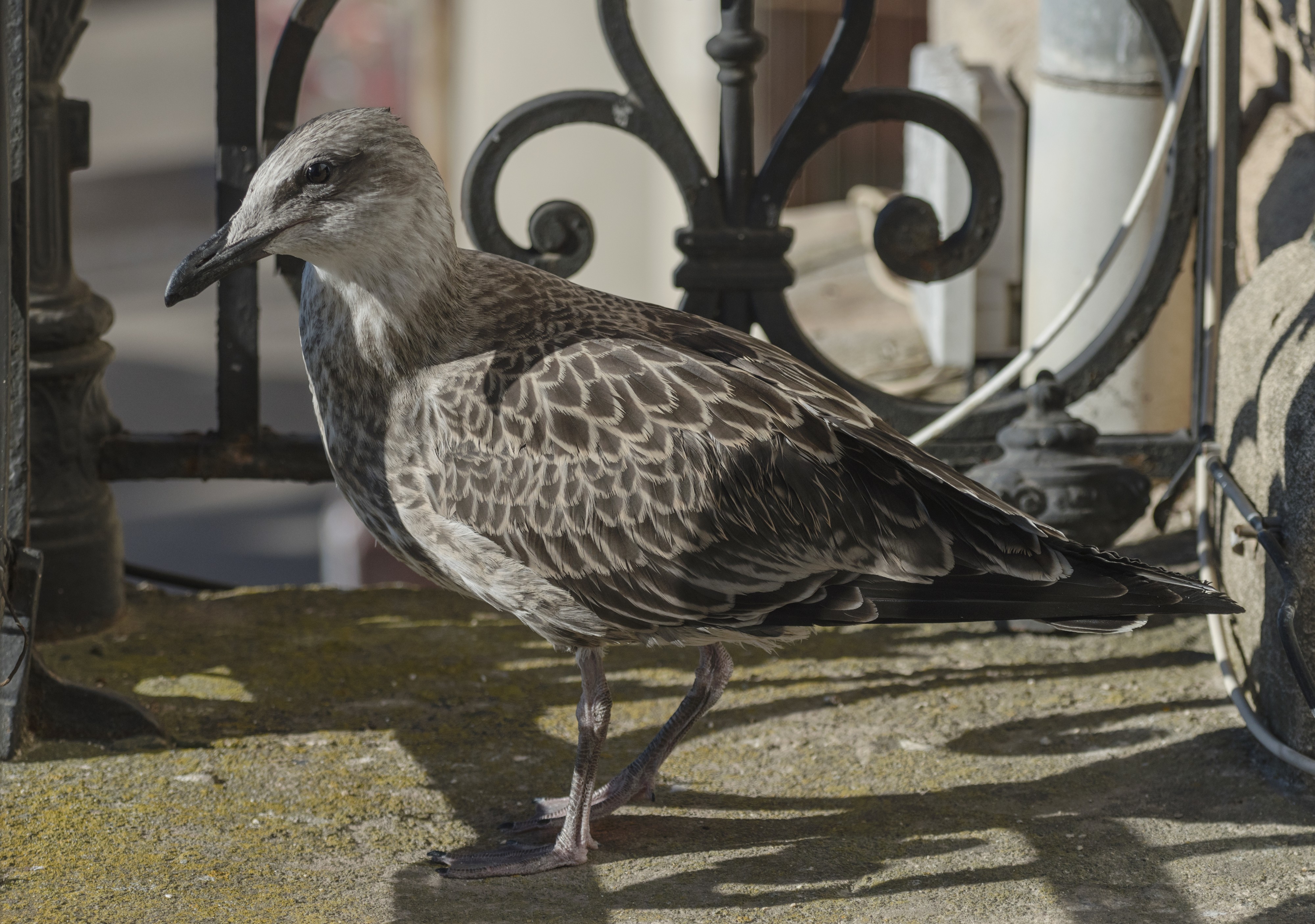 Larus michahellis (juvenile), Sète cf02