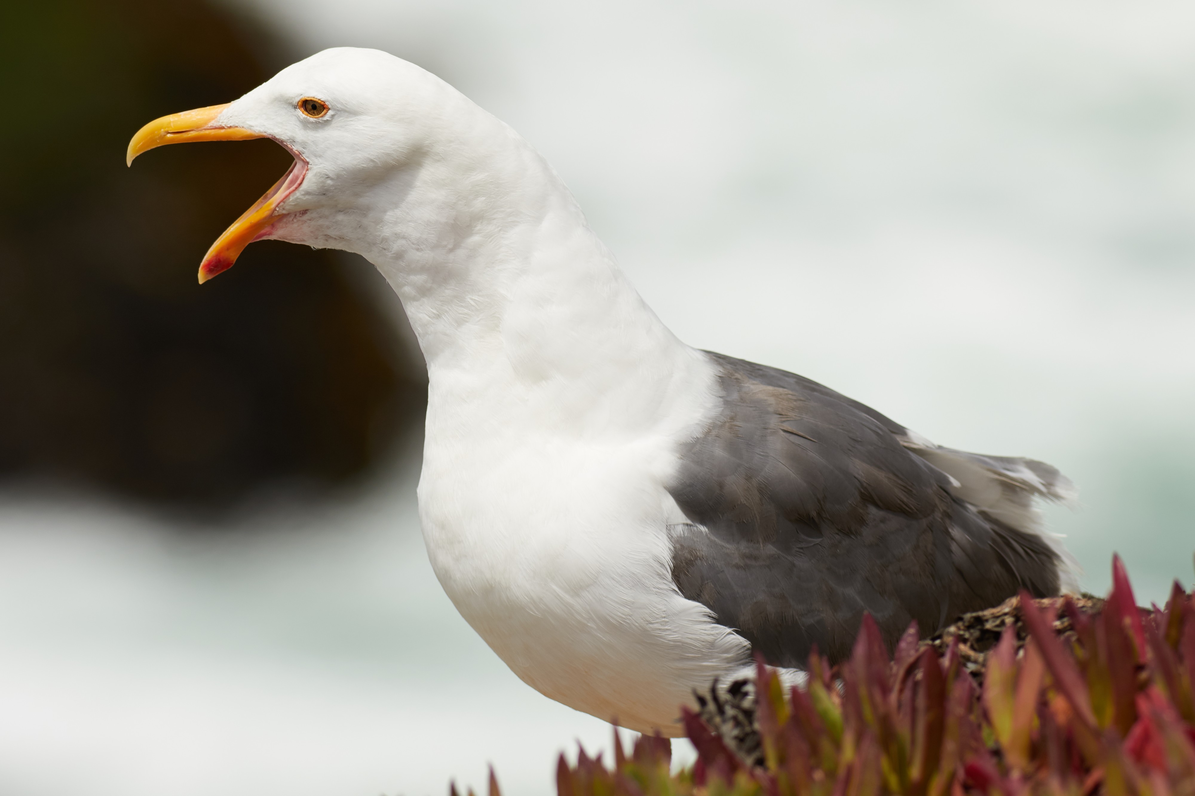 Larus occidentalis, long call