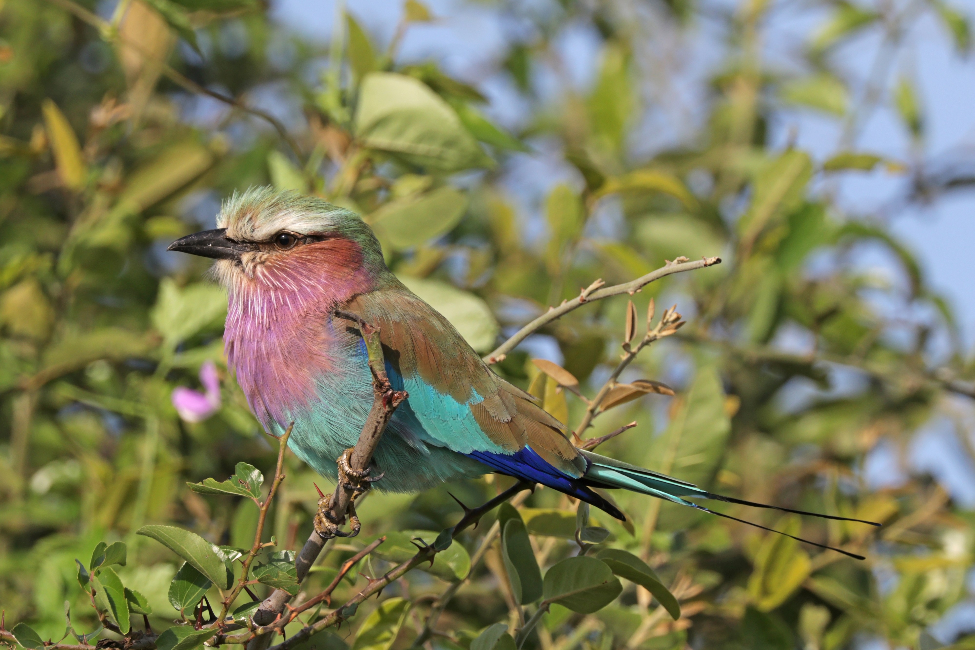 Lilac-breasted roller (Coracias caudatus caudatus) Botswana