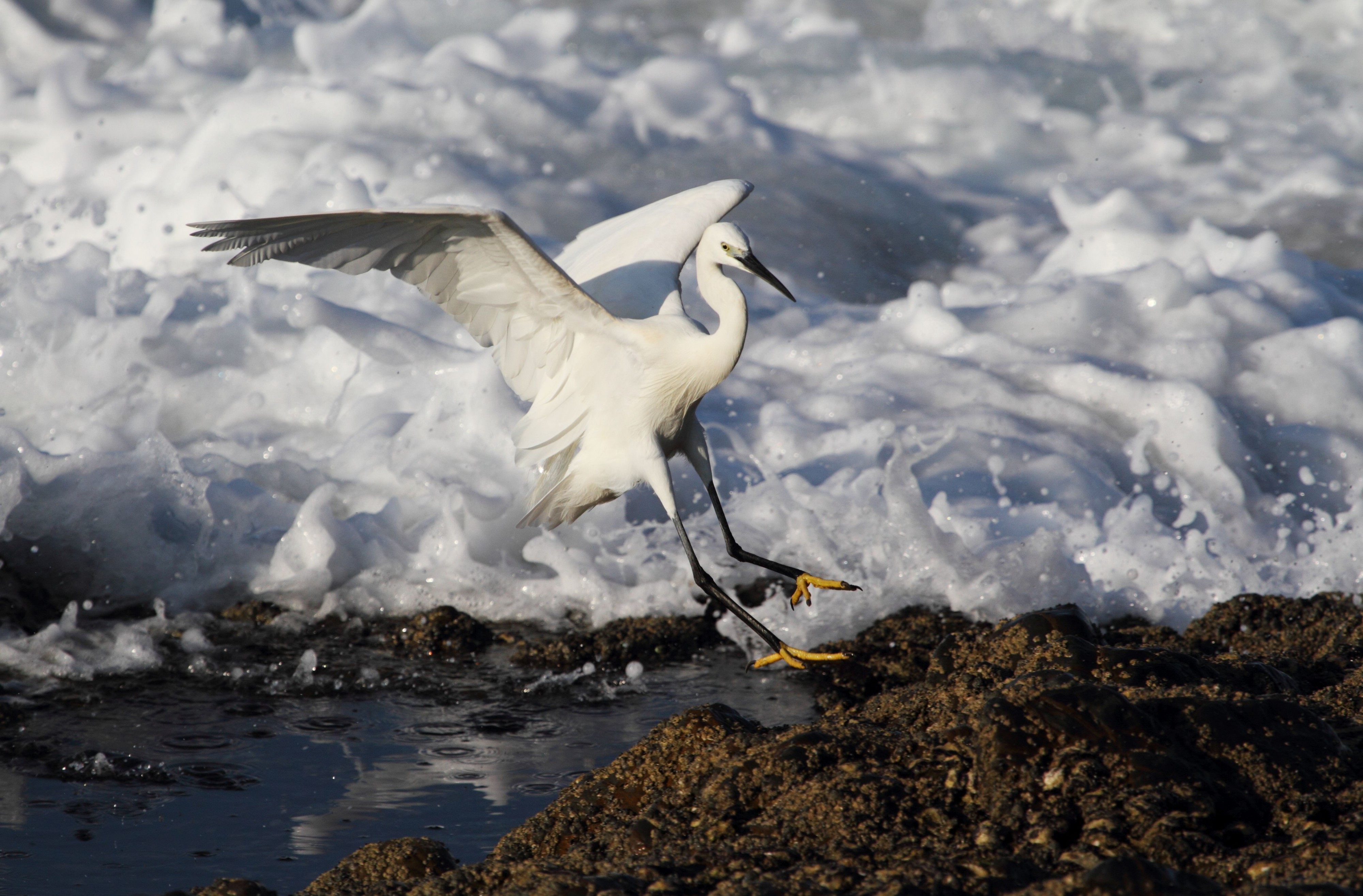 Little Egret 2013 05 12 9241d