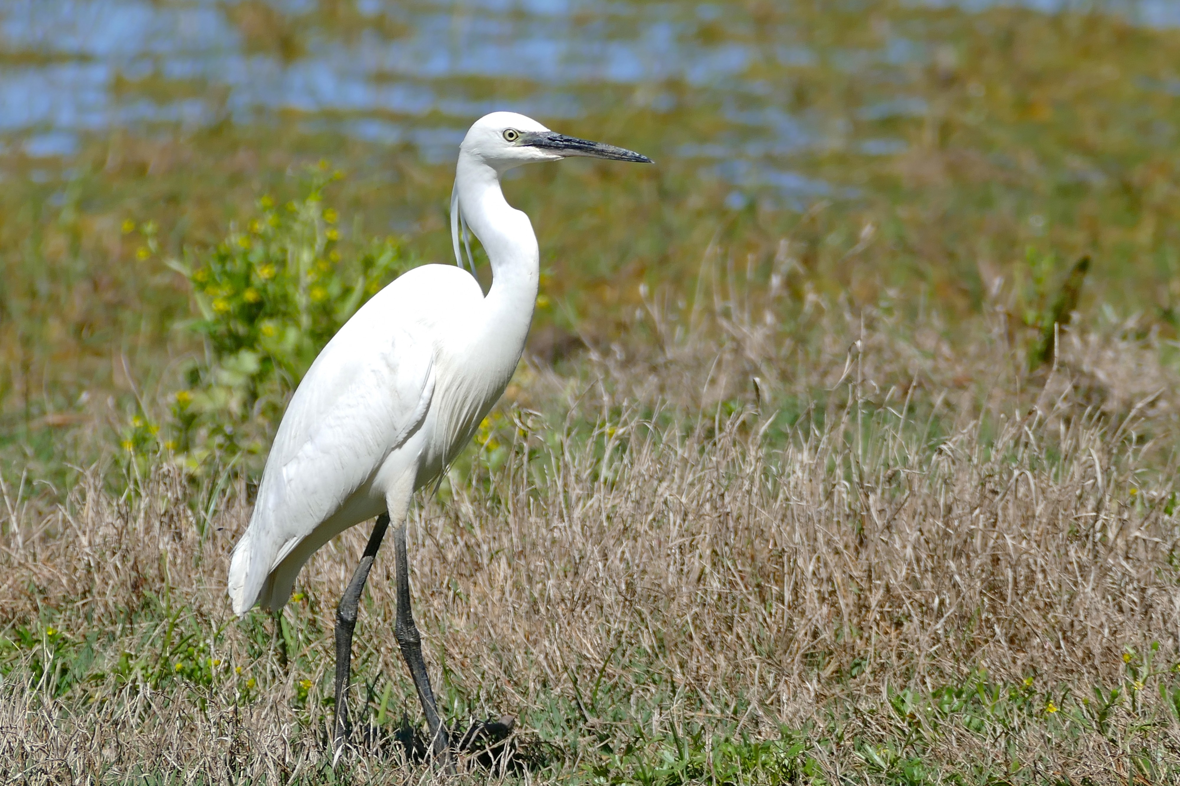 Little Egret (Egretta garzetta) (25948886024)