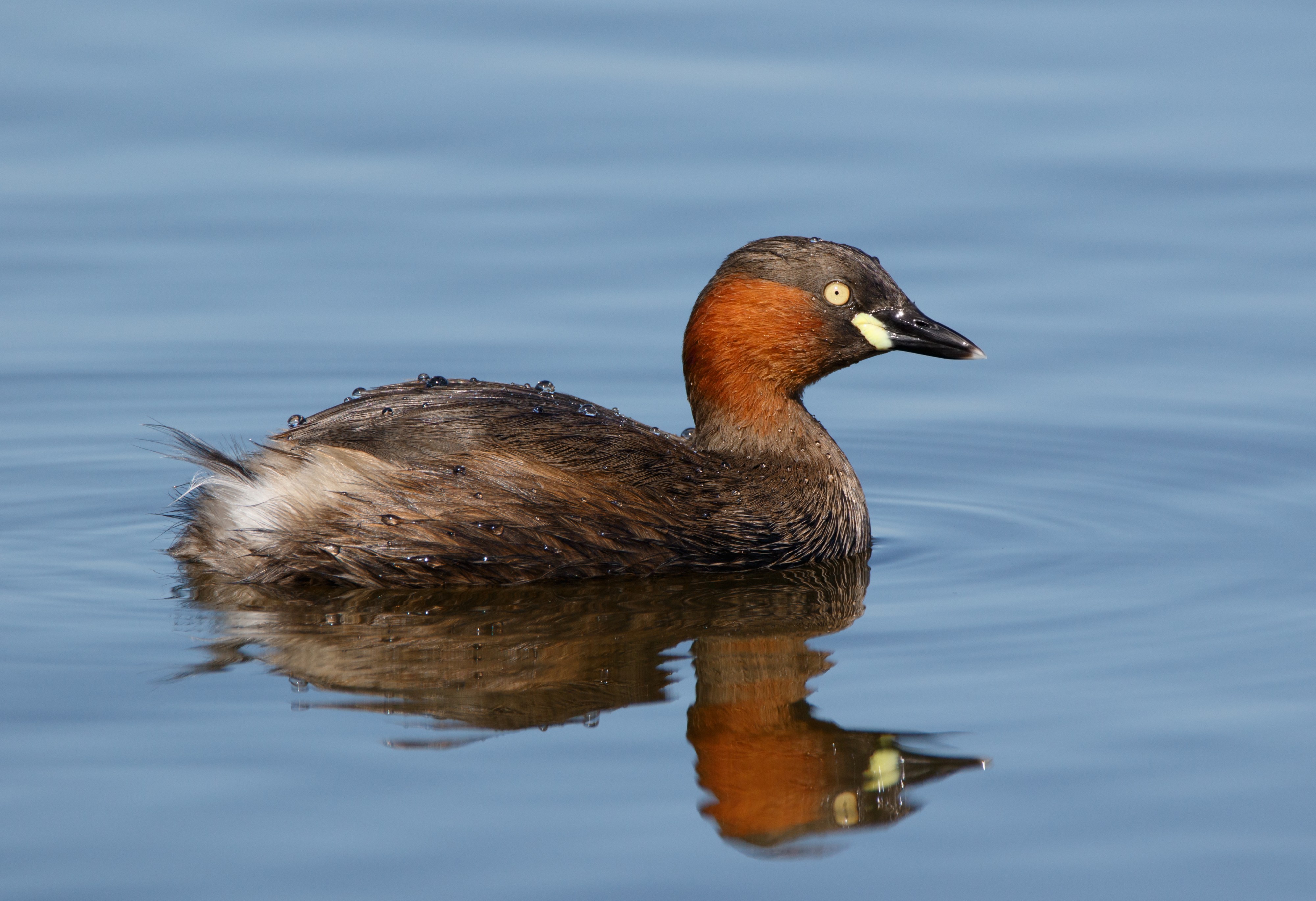 Little grebe in Sakai, Osaka, February 2016