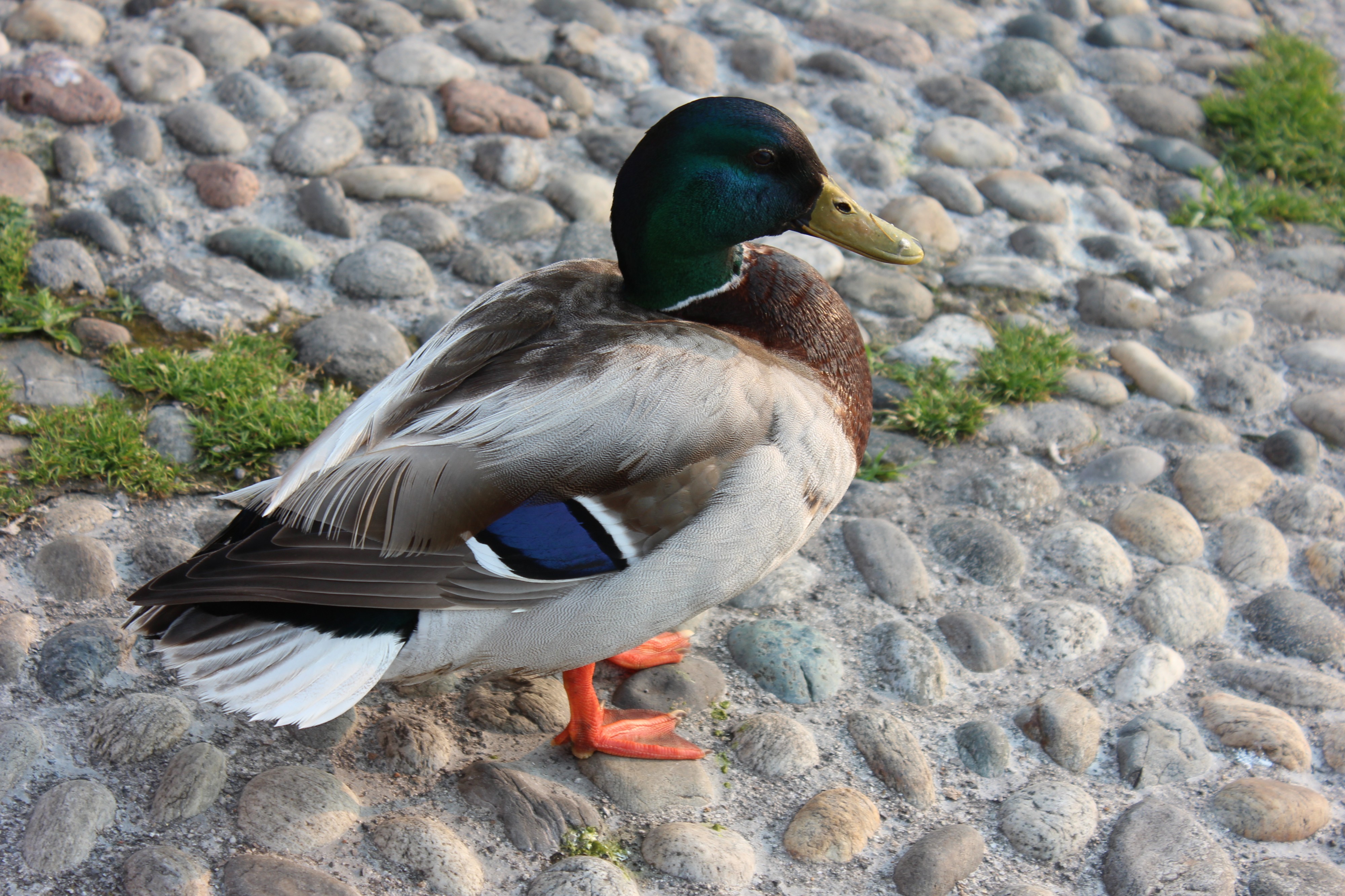 Male mallard (13)