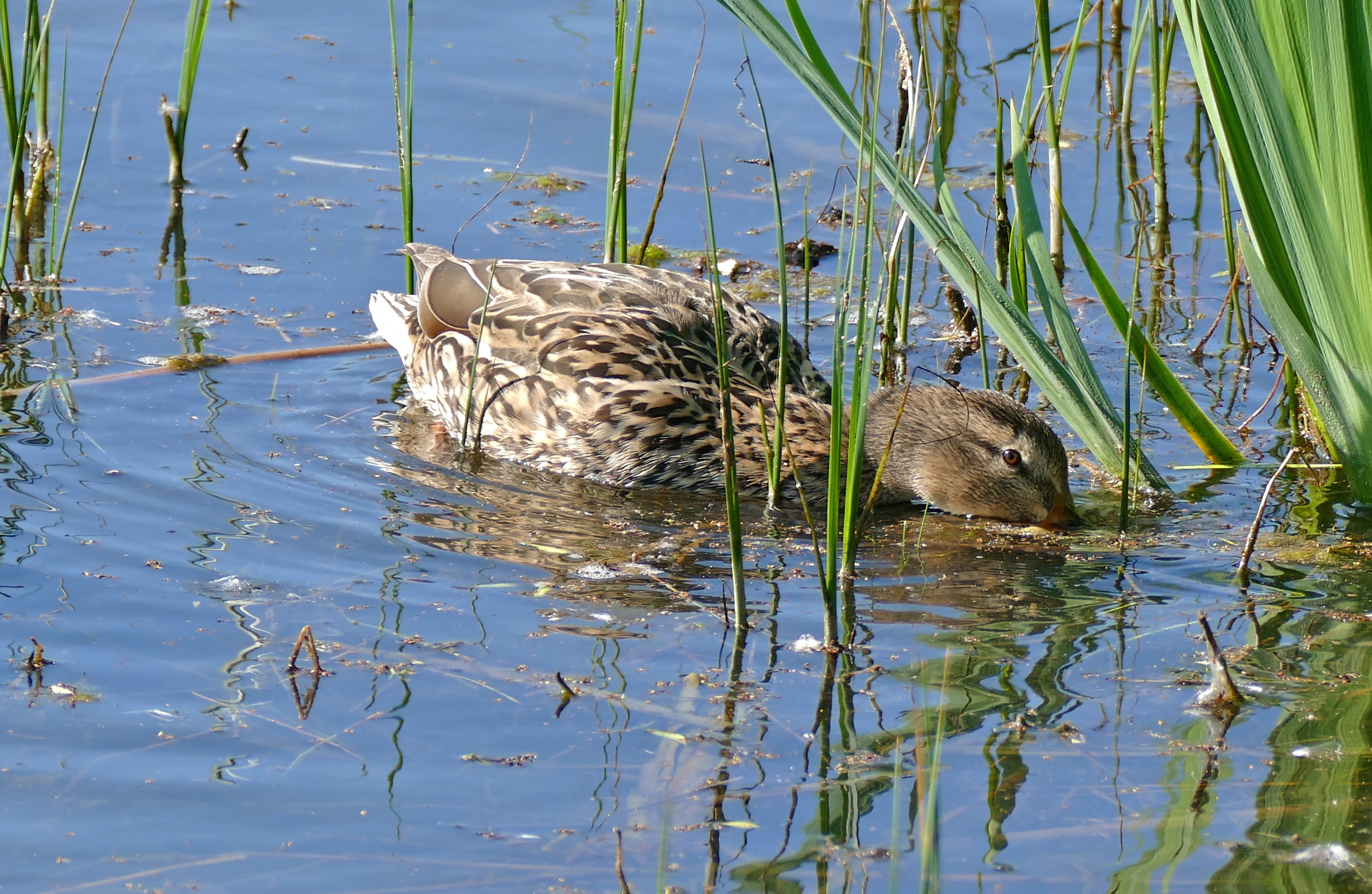 Mallard (Anas platyrhynchos) female (26086630175)