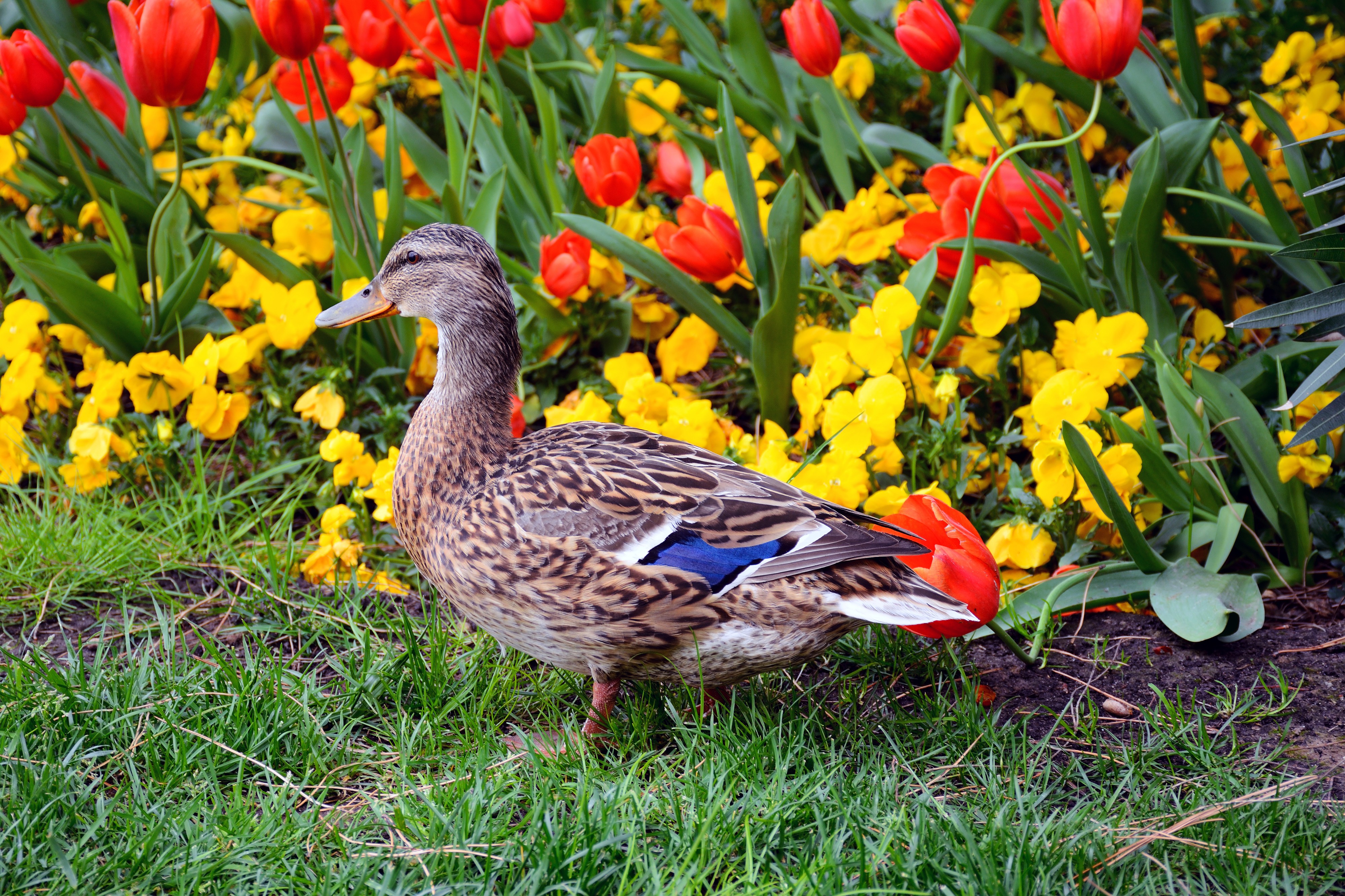 Mallard duke (female) in Desenzano del Garda