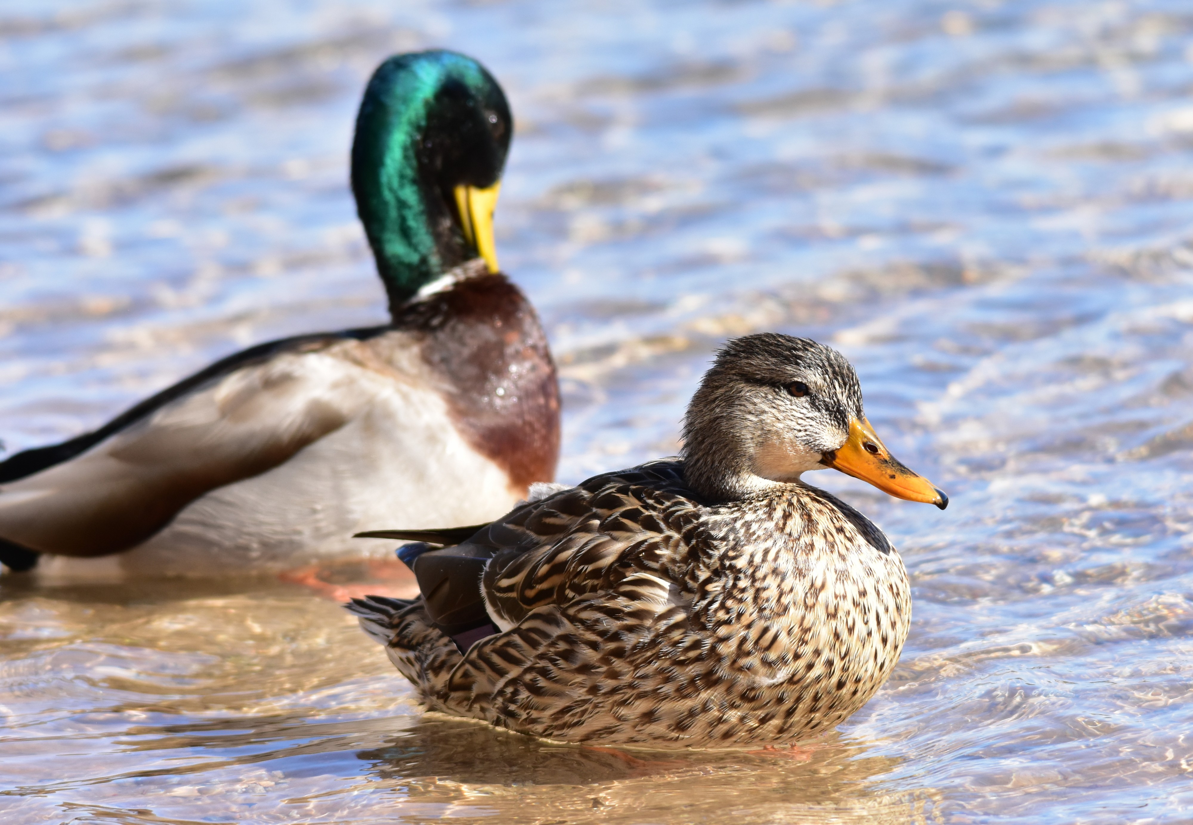 Mallard on Seedskadee National Wildlife Refuge (40398242382)