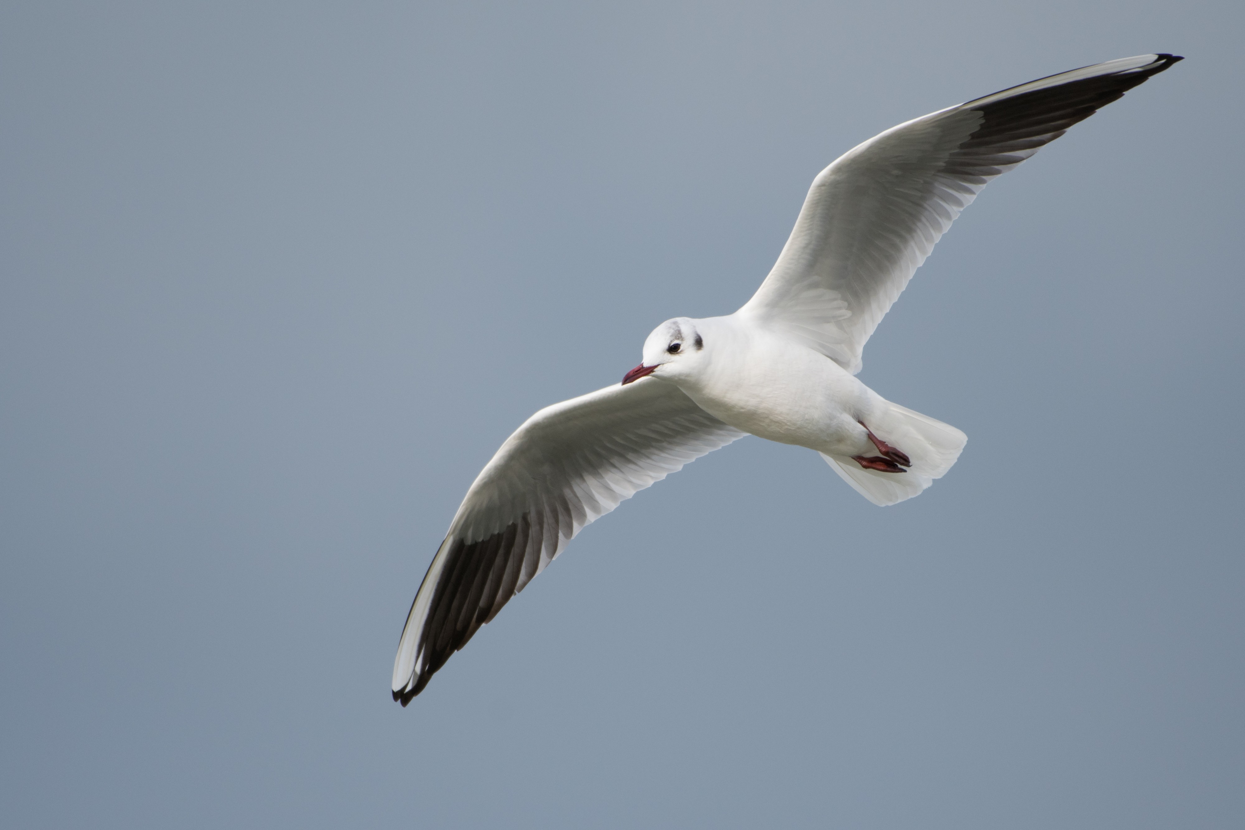 Mouette rieuse en vol au lac sud de Tunis