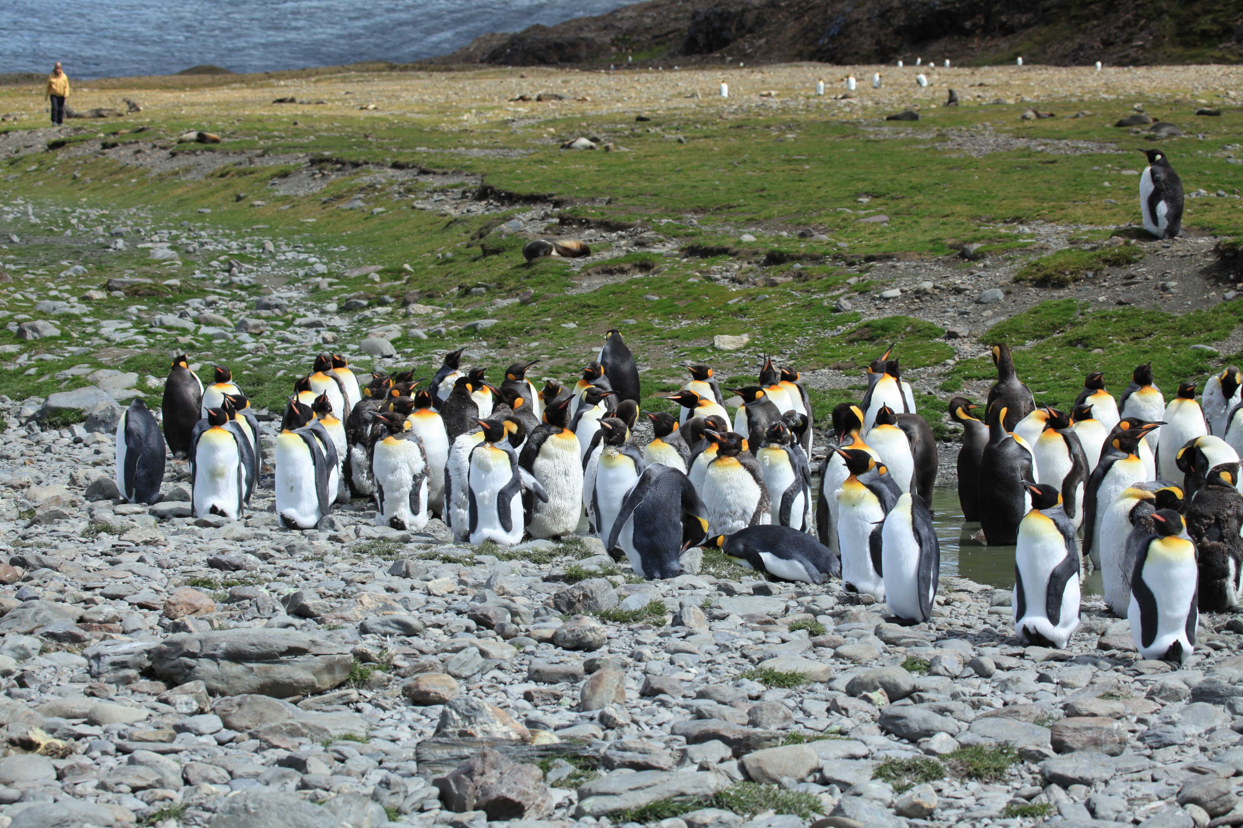 Moulting King Penguins (5849158720)