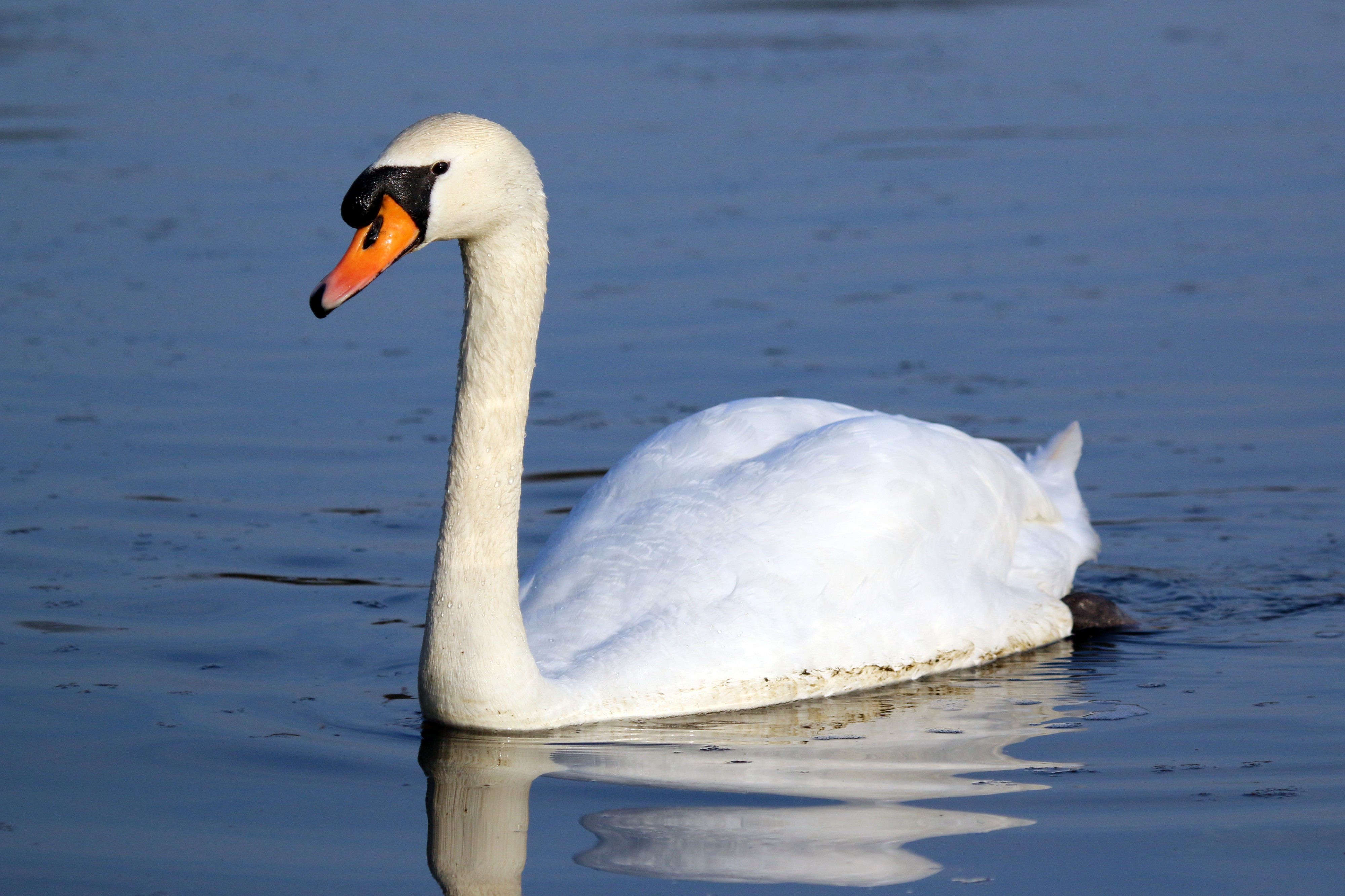 Mute swan (cygnus olor)