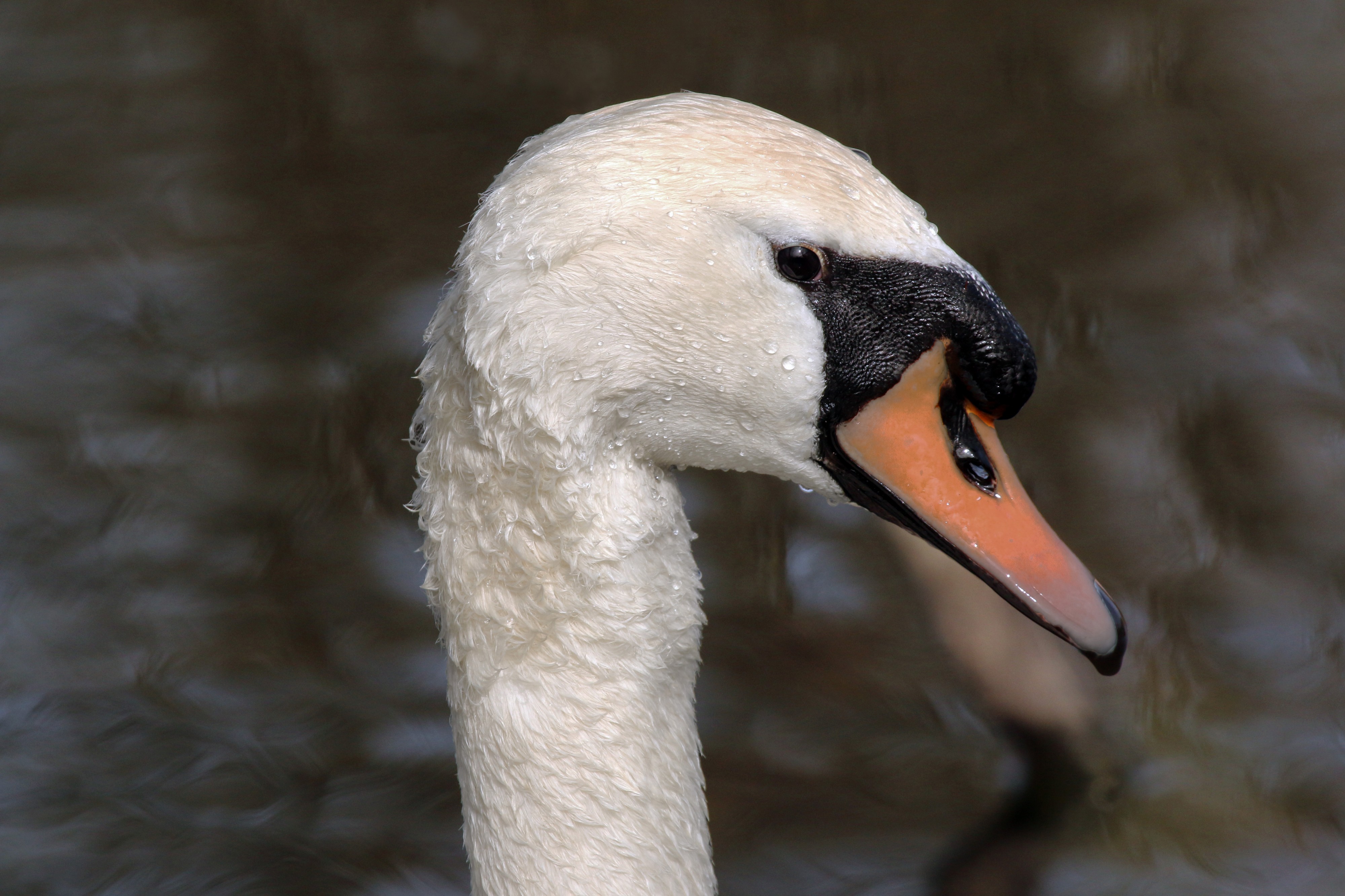Mute swan (Cygnus olor) head