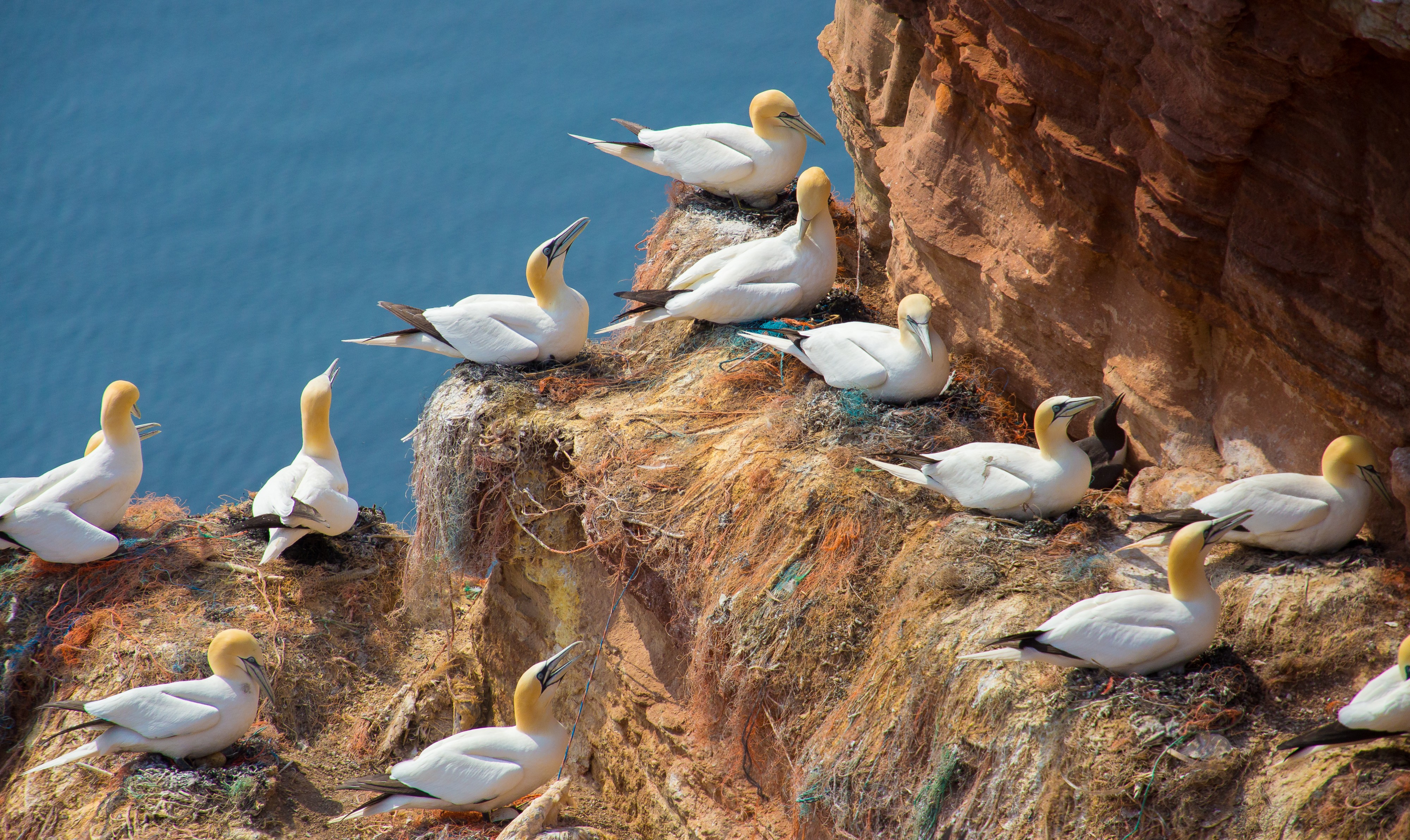 Nordsee, Helgoland (8790408476)