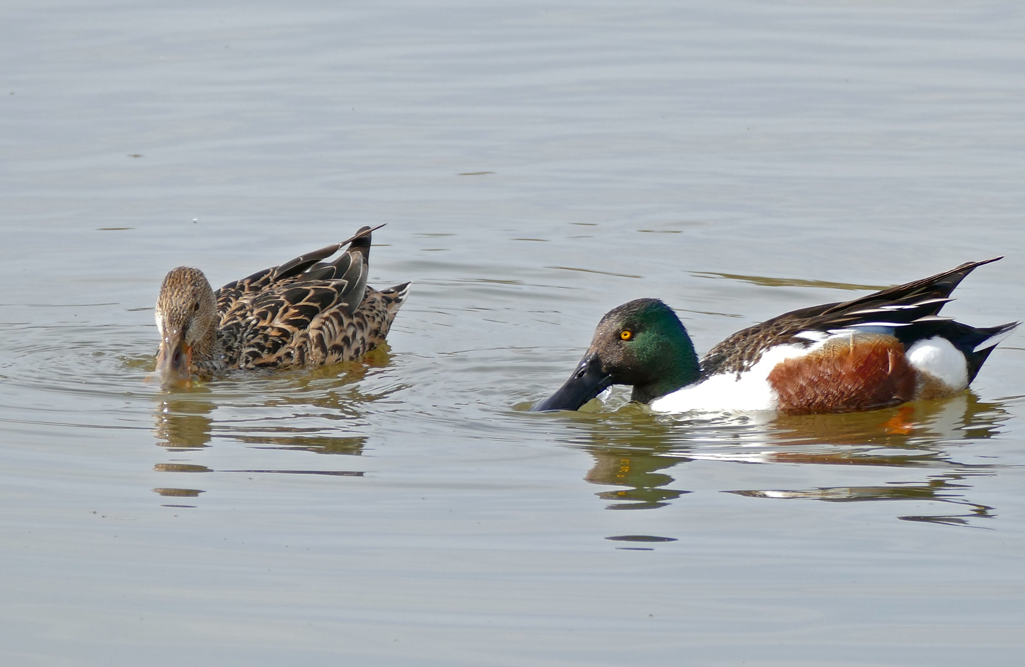 Northern Shovelers (Anas clypeata) (26101298771)