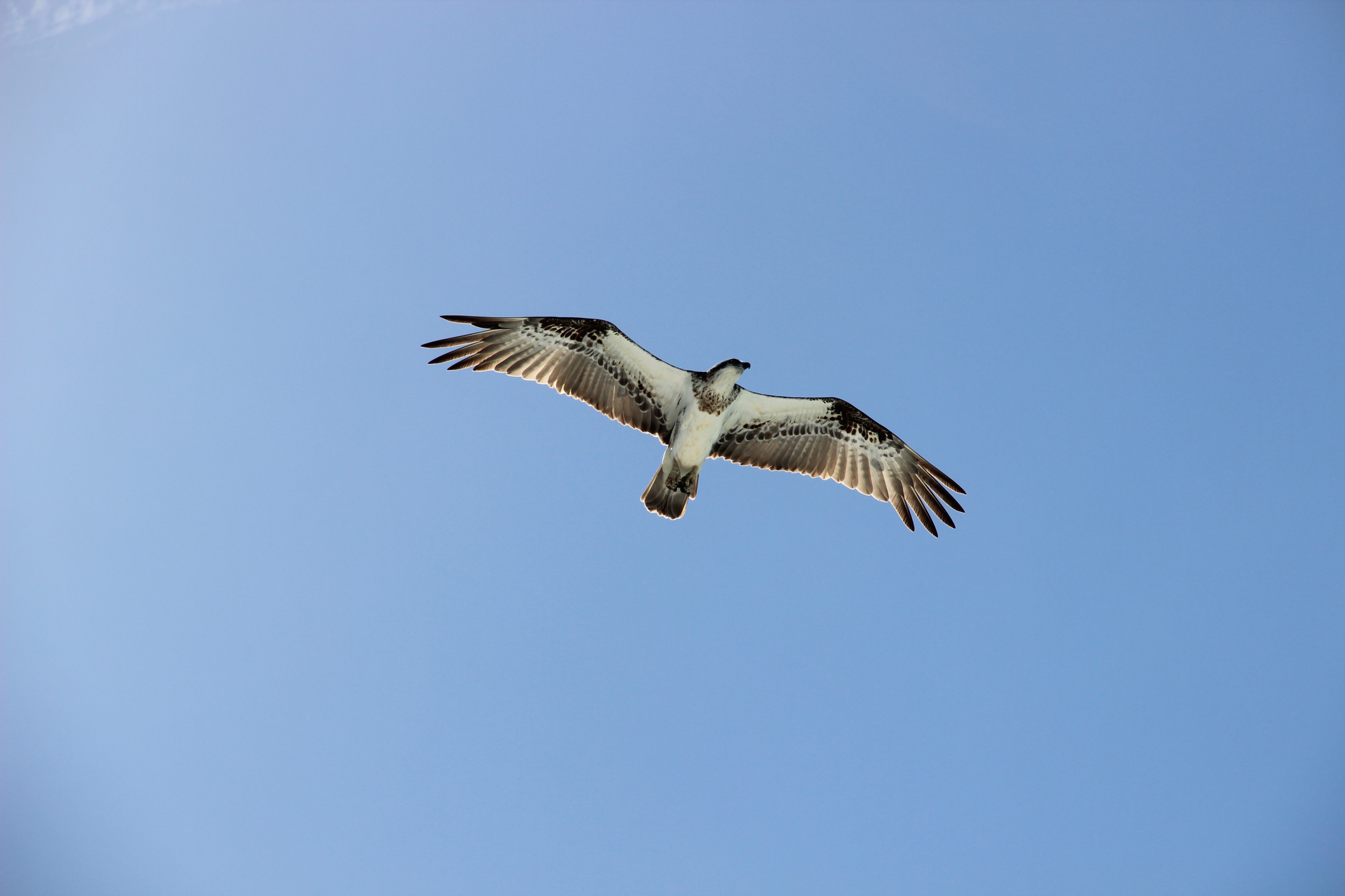 Pandion haliaetus cristatus Broome01