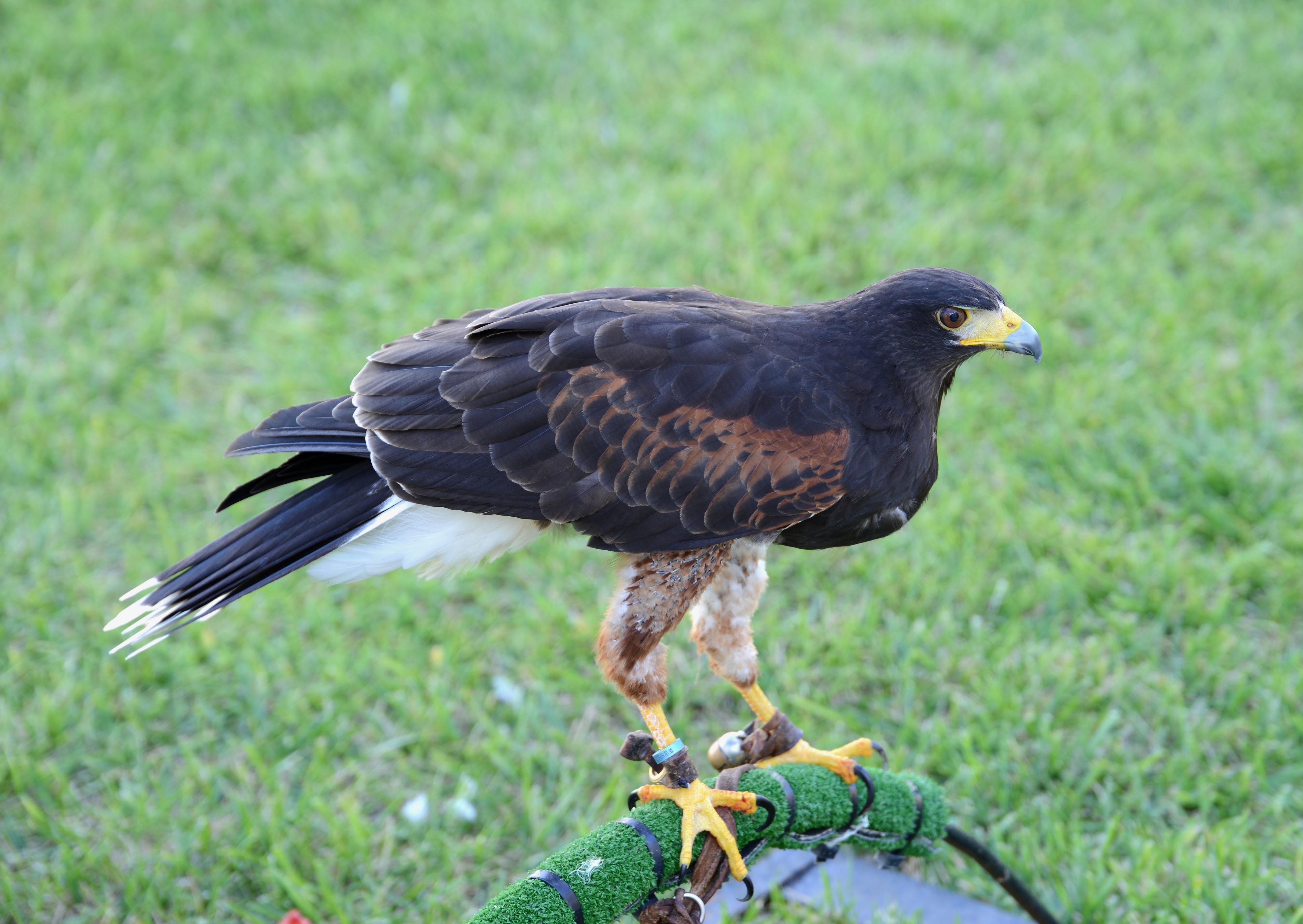 Parabuteo September 2014-1