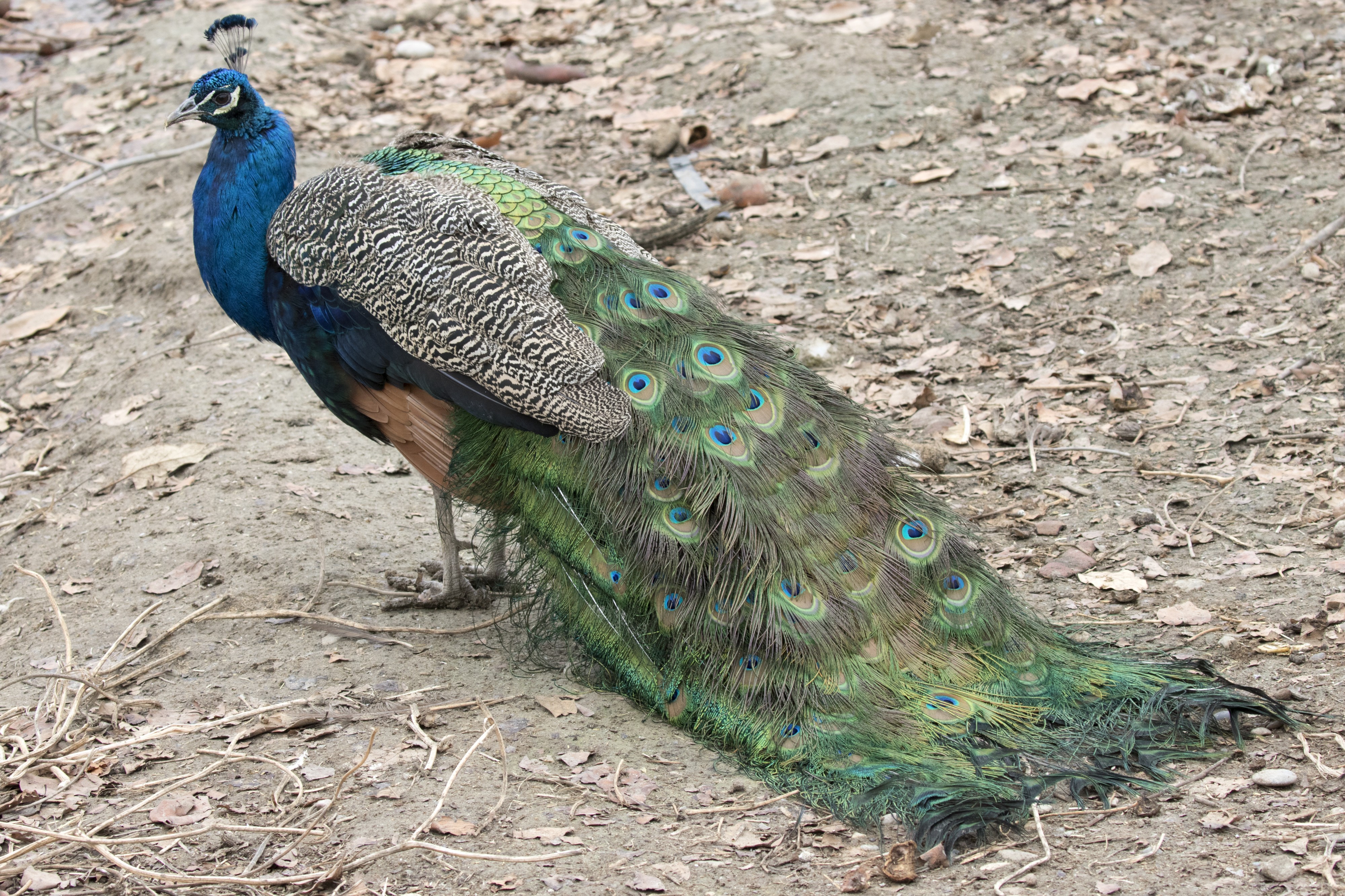 Pavo cristatus - Indian Peafowl, Adana 2016-12-16 01-2