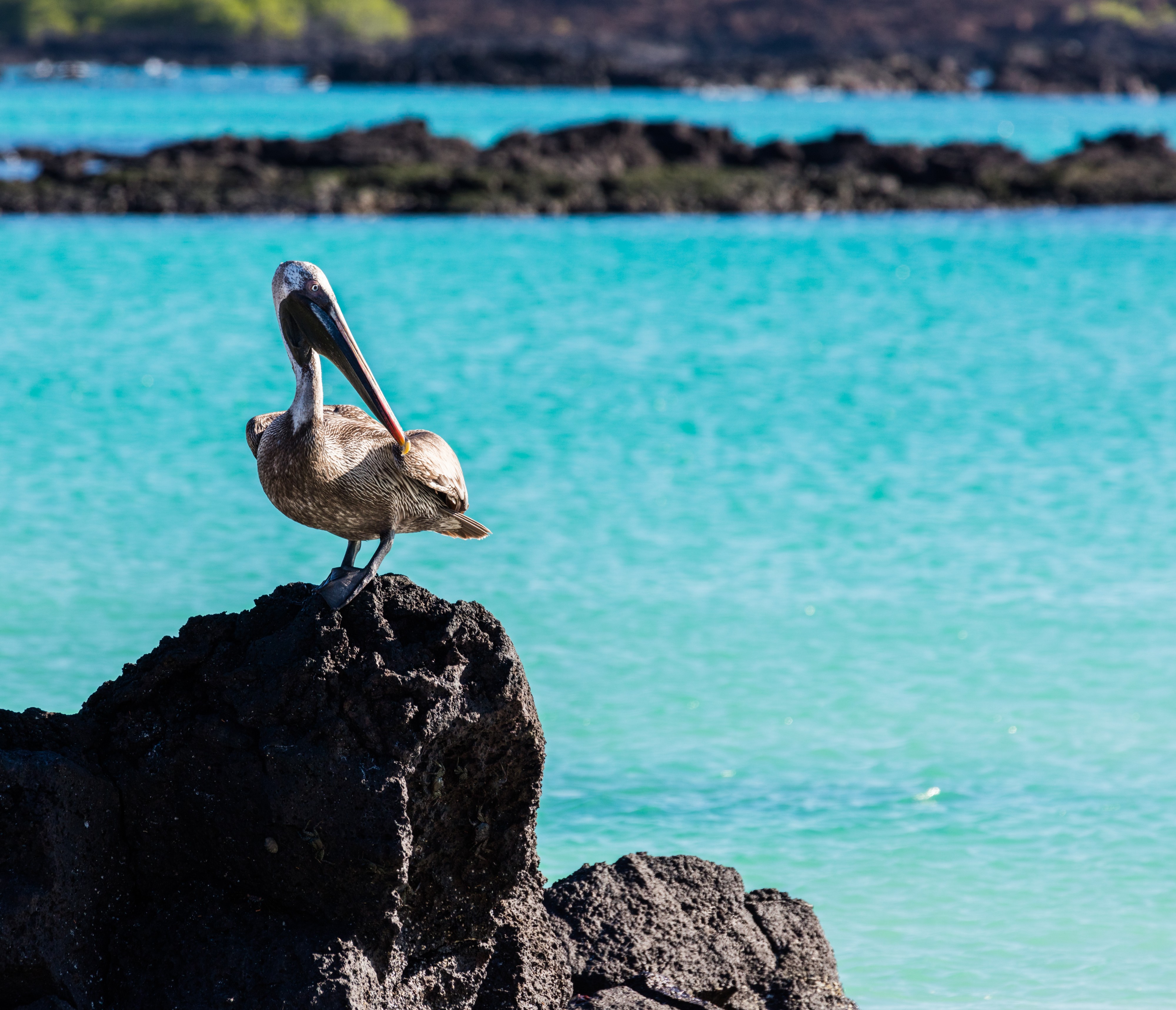 Pelícano pardo de las Galápagos (Pelecanus occidentalis urinator), Cerro Brujo, isla de San Cristóbal, islas Galápagos, Ecuador, 2015-07-24, DD 160