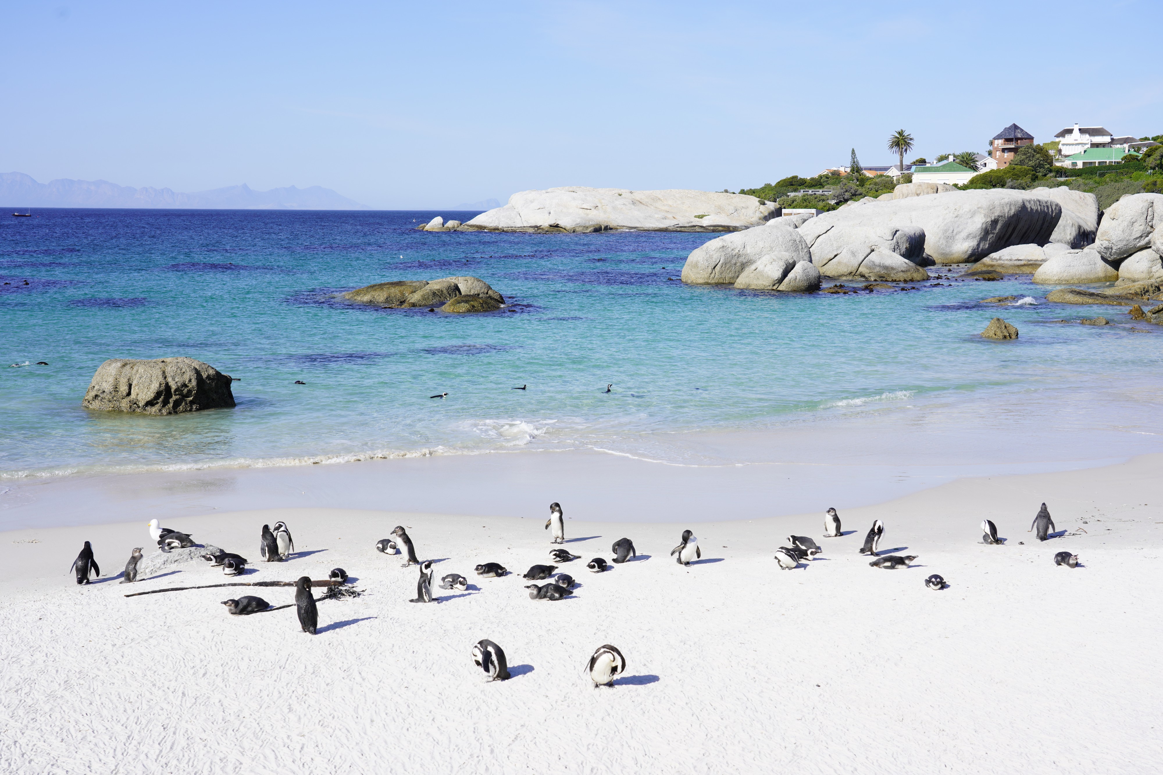 Penguins at Boulders Beach 04
