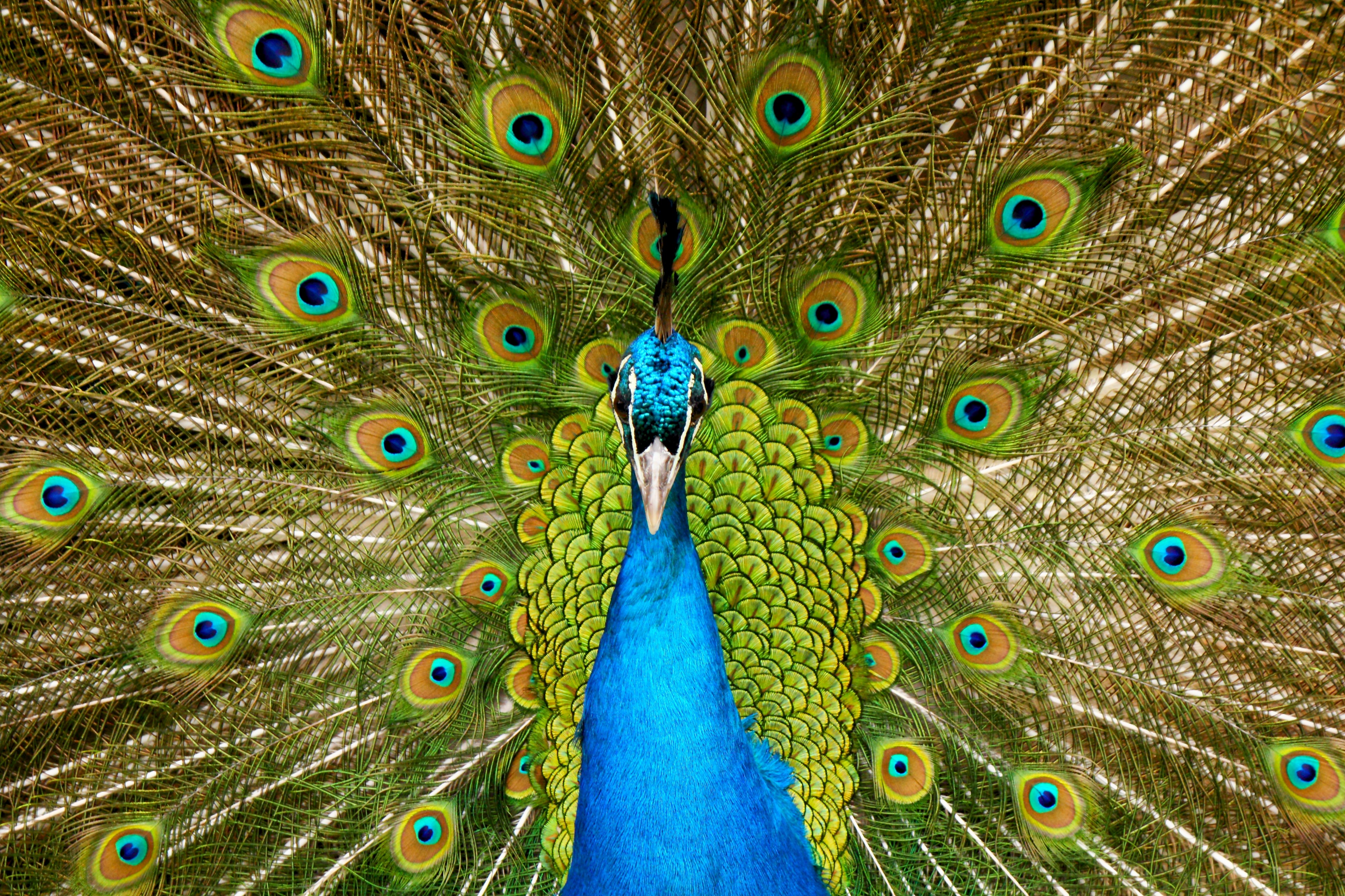 Pfauenrad1