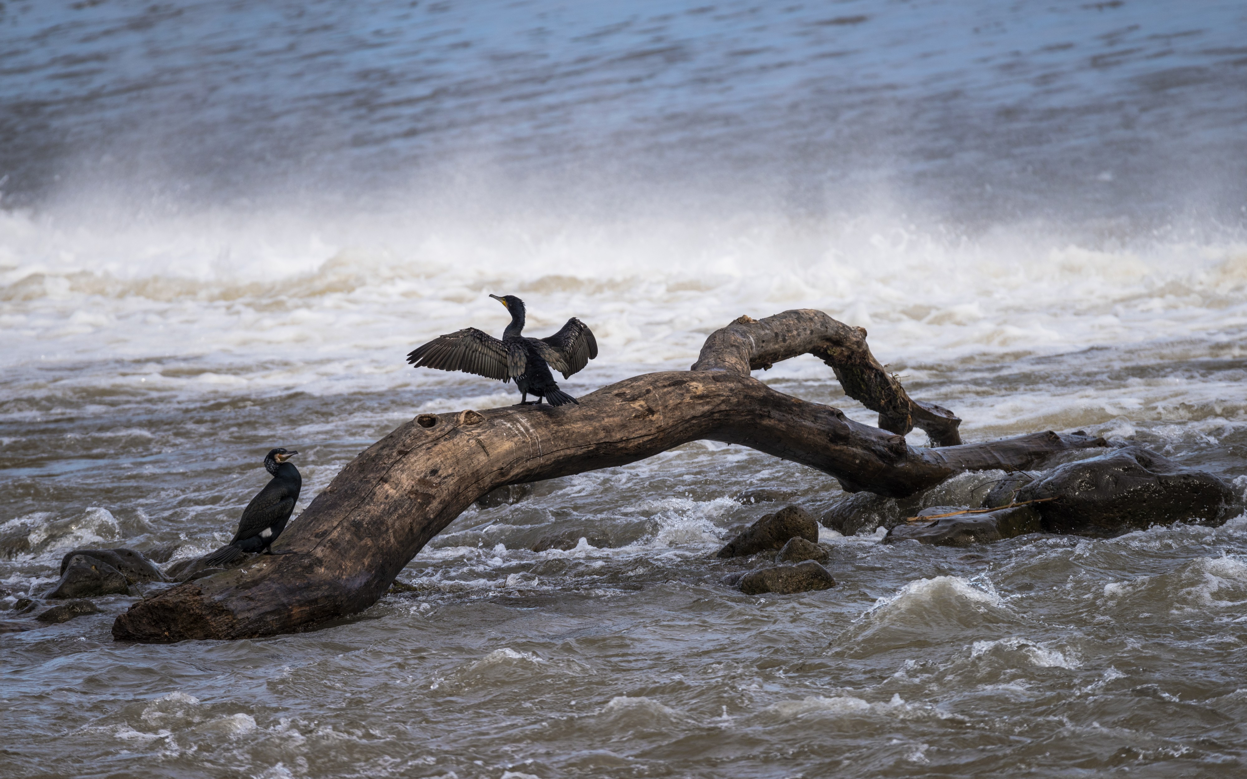 Phalacrocorax carbo, Hérault River cf01