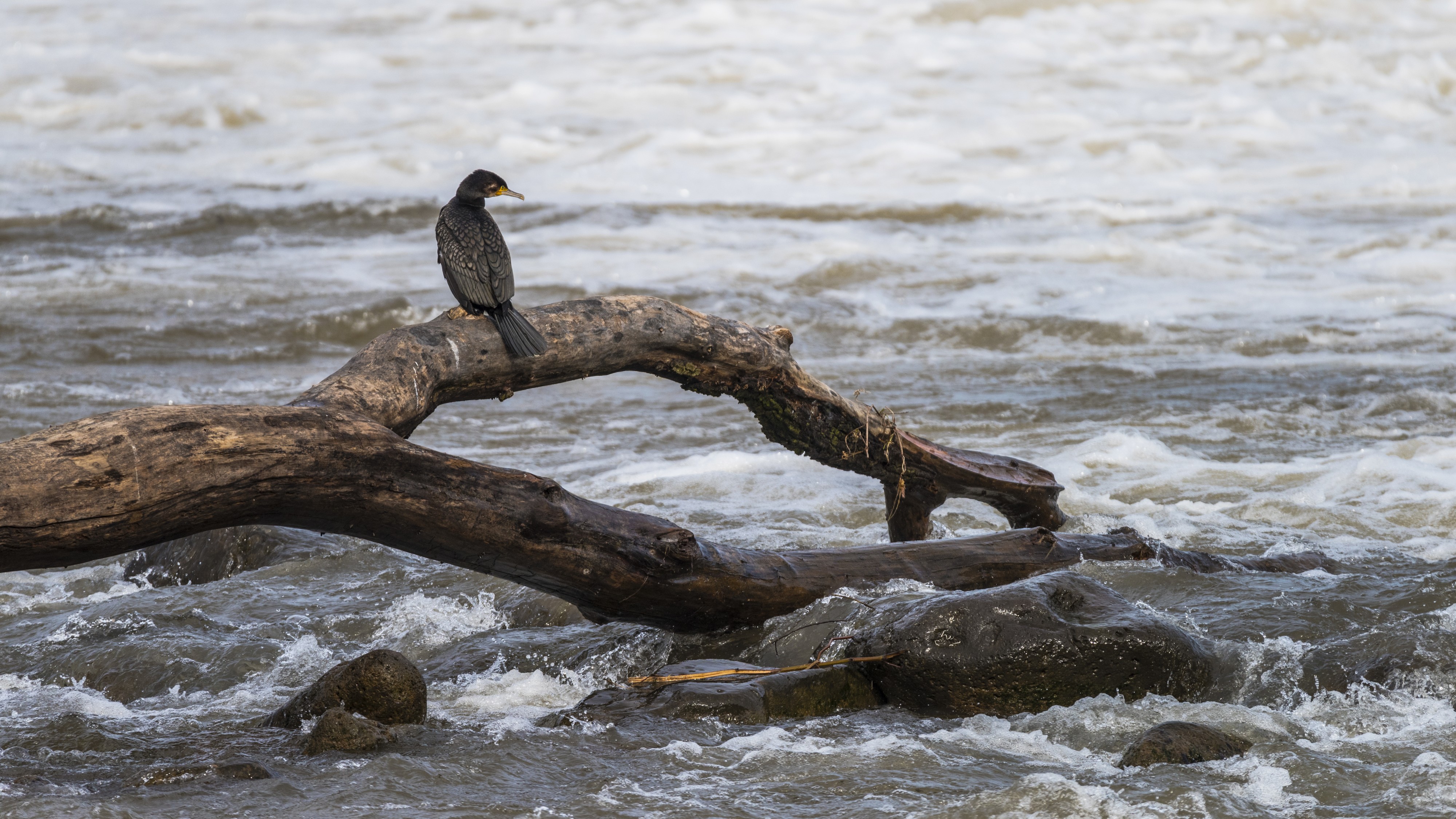 Phalacrocorax carbo, Hérault River cf05