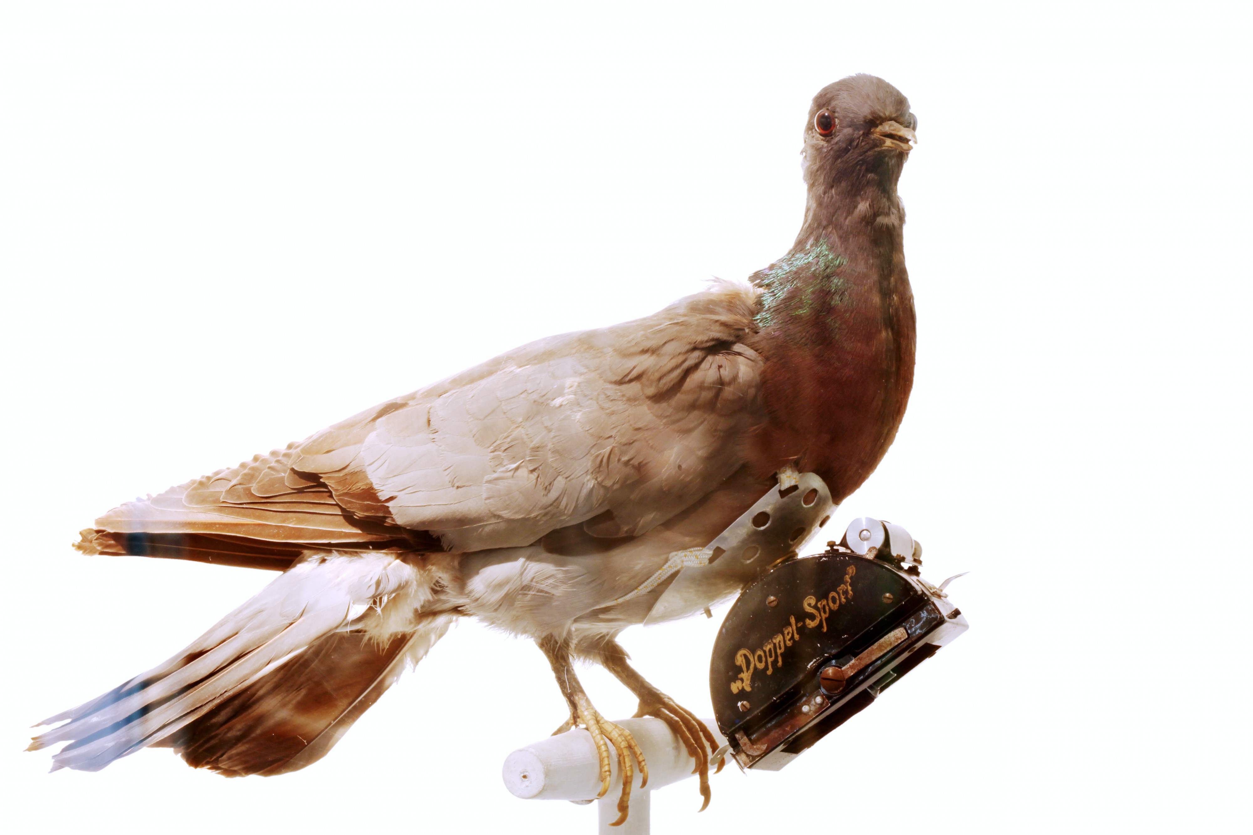 Pigeon IMG 2903