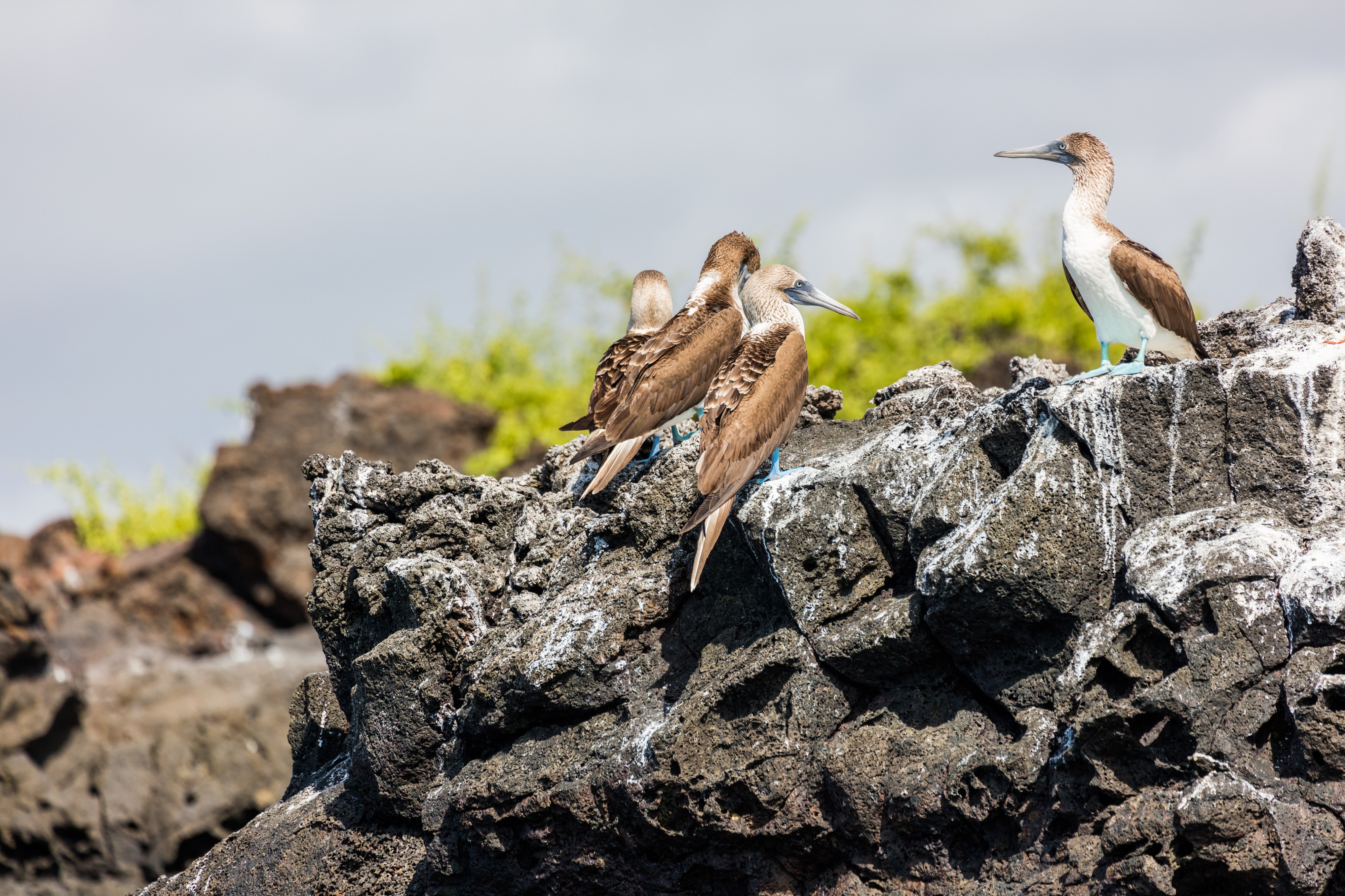 Piquero patiazul (Sula nebouxii), Las Bachas, isla Santa Cruz, islas Galápagos, Ecuador, 2015-07-23, DD 13