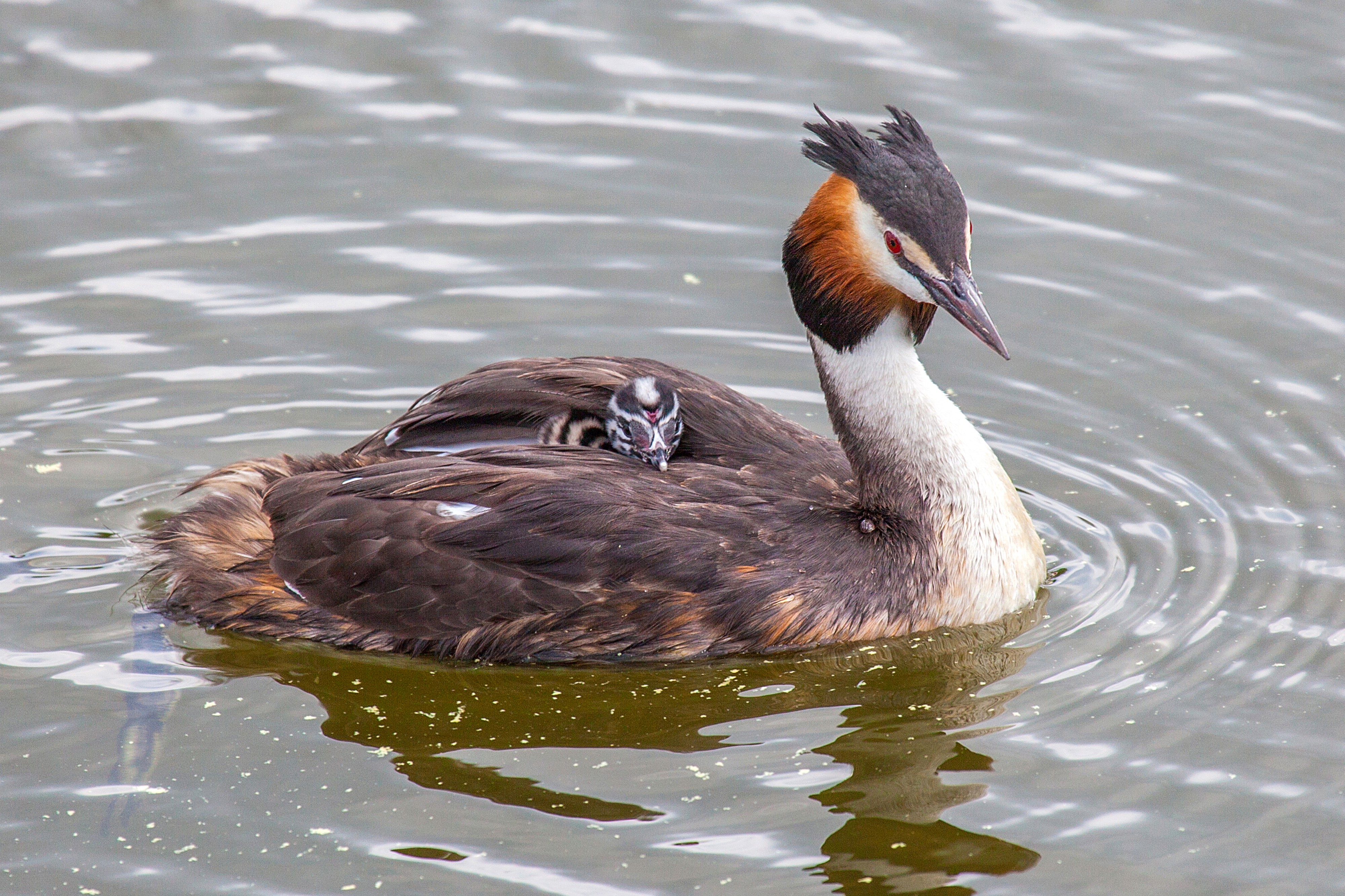 Podiceps cristatus 2013-2310