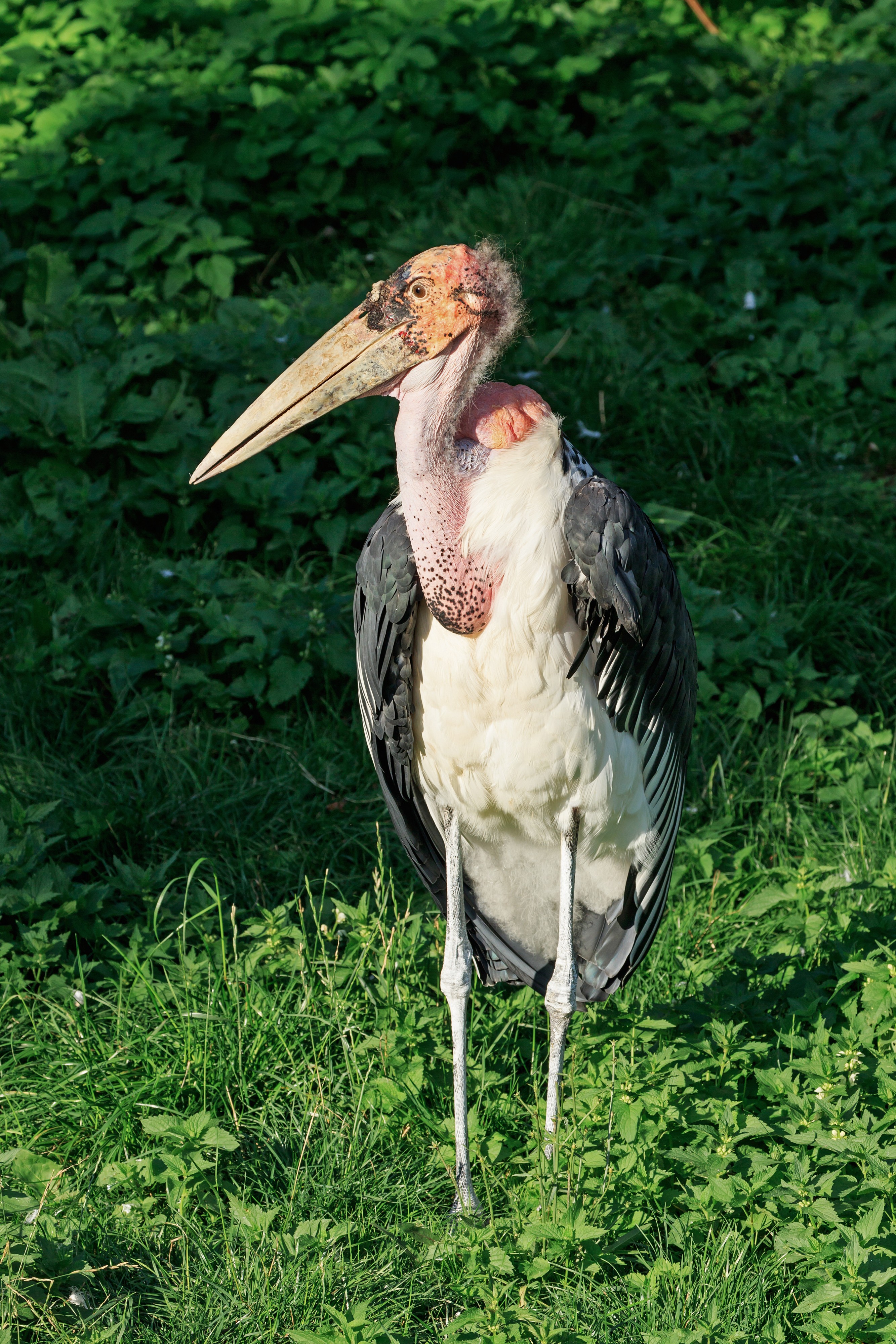 Prague 07-2016 Zoo img08 Leptoptilos crumeniferus