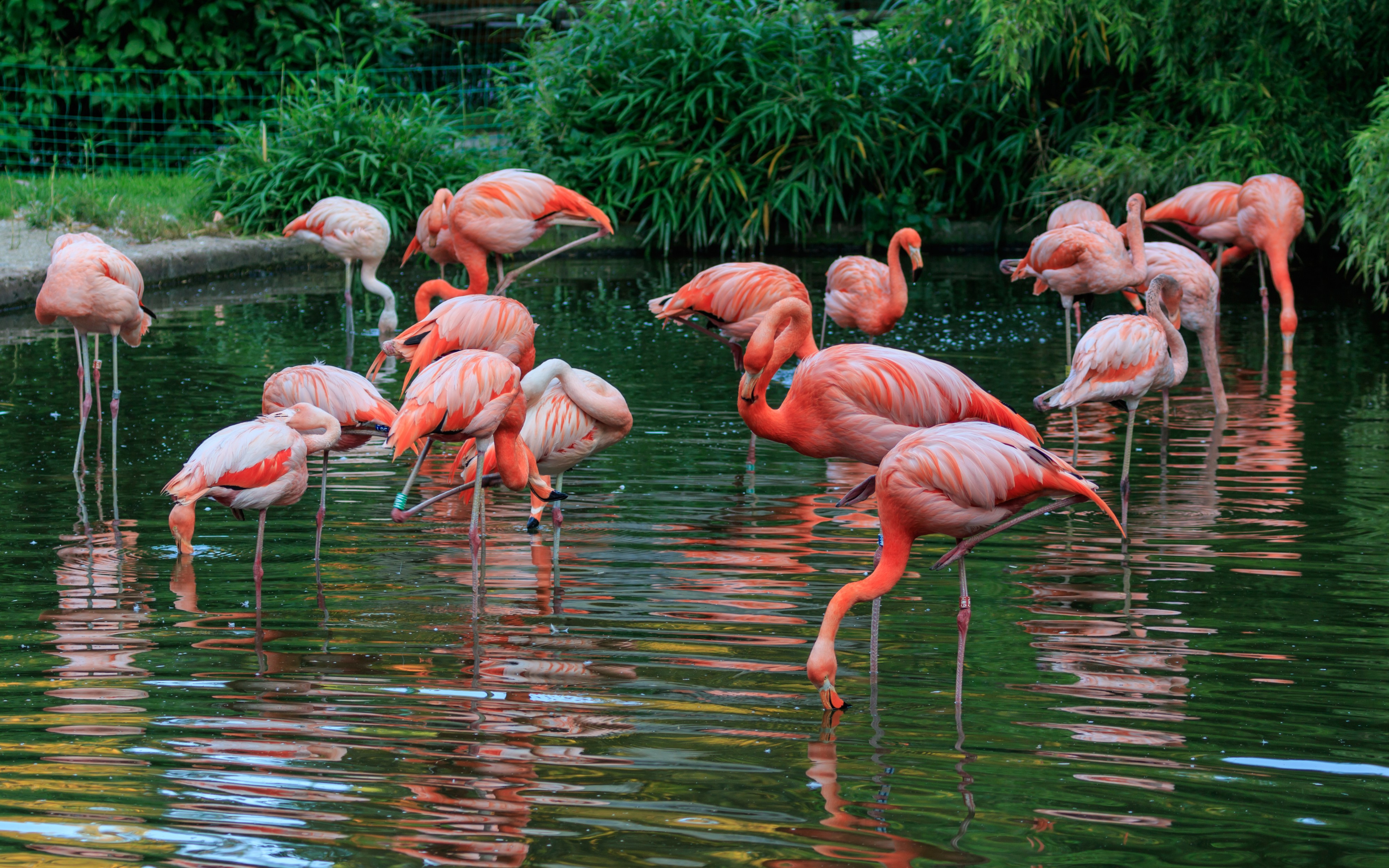 Prague 07-2016 Zoo img14 flamingos