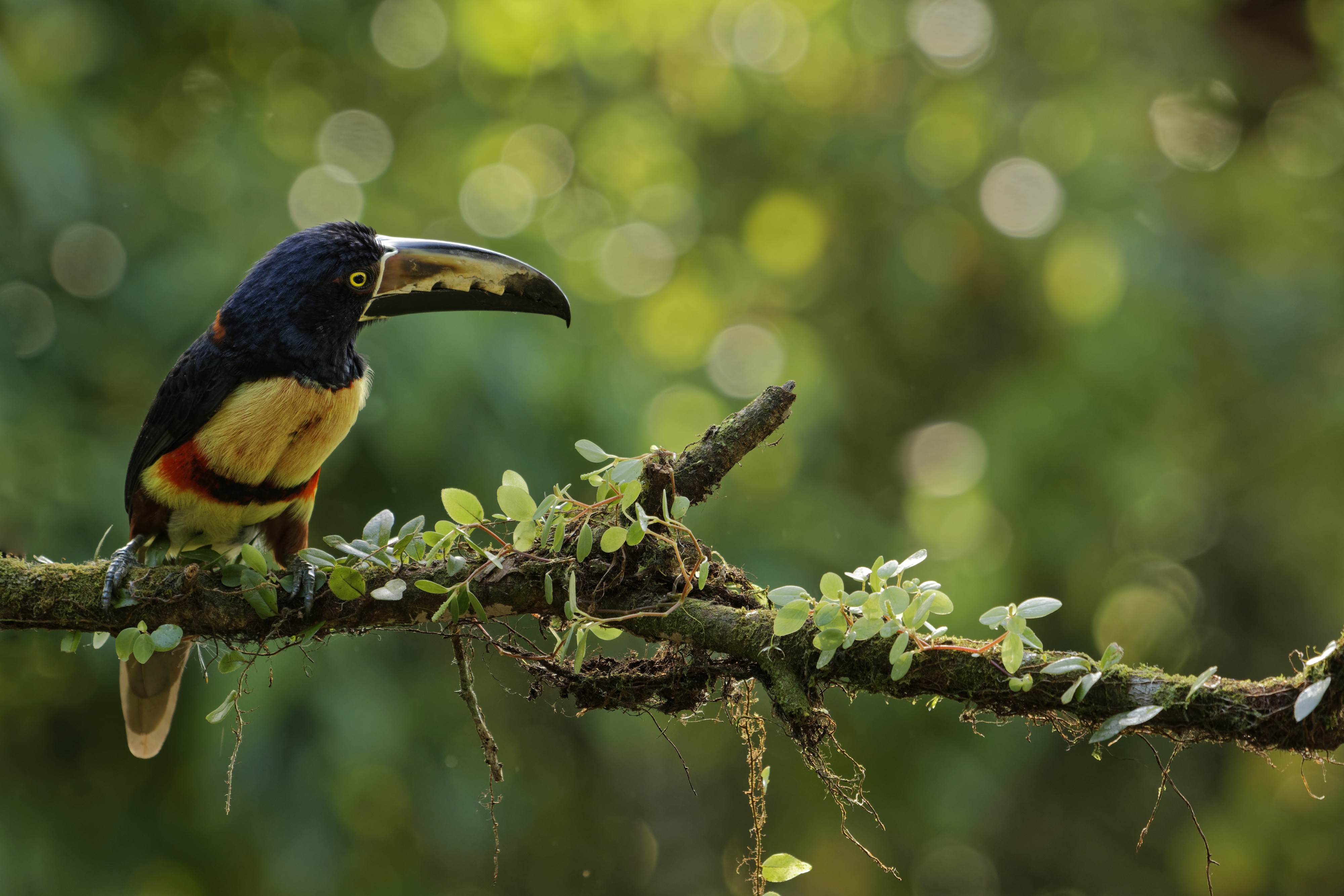 Pteroglossus torquatus Costa Rica