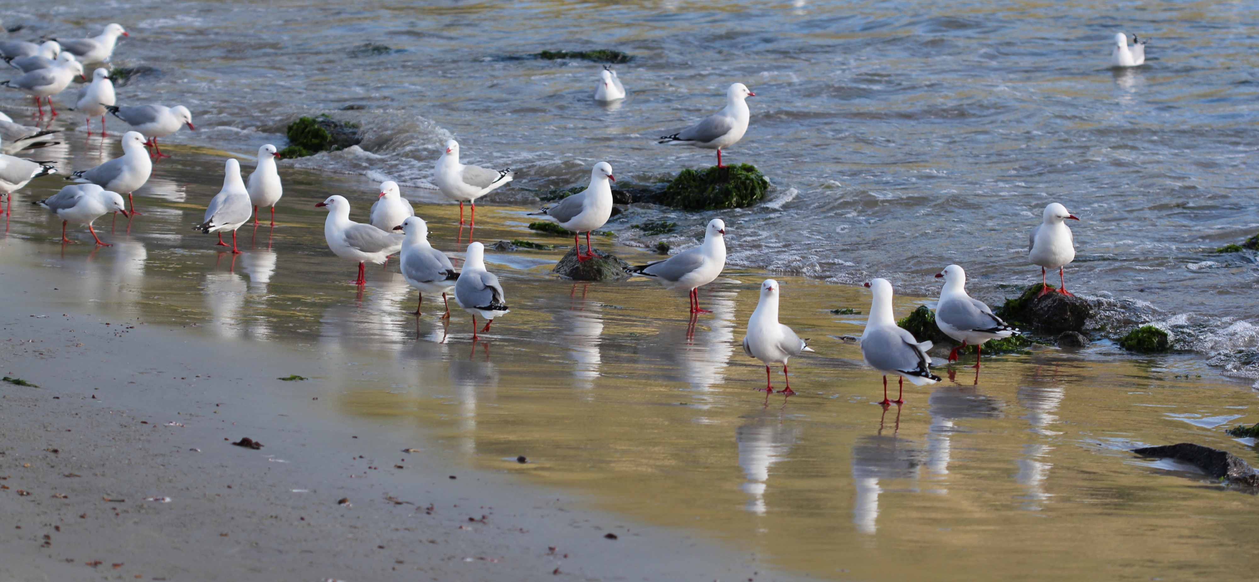 Red-billed Gulls (Chroicocephalus scopulinus) at the water's edge