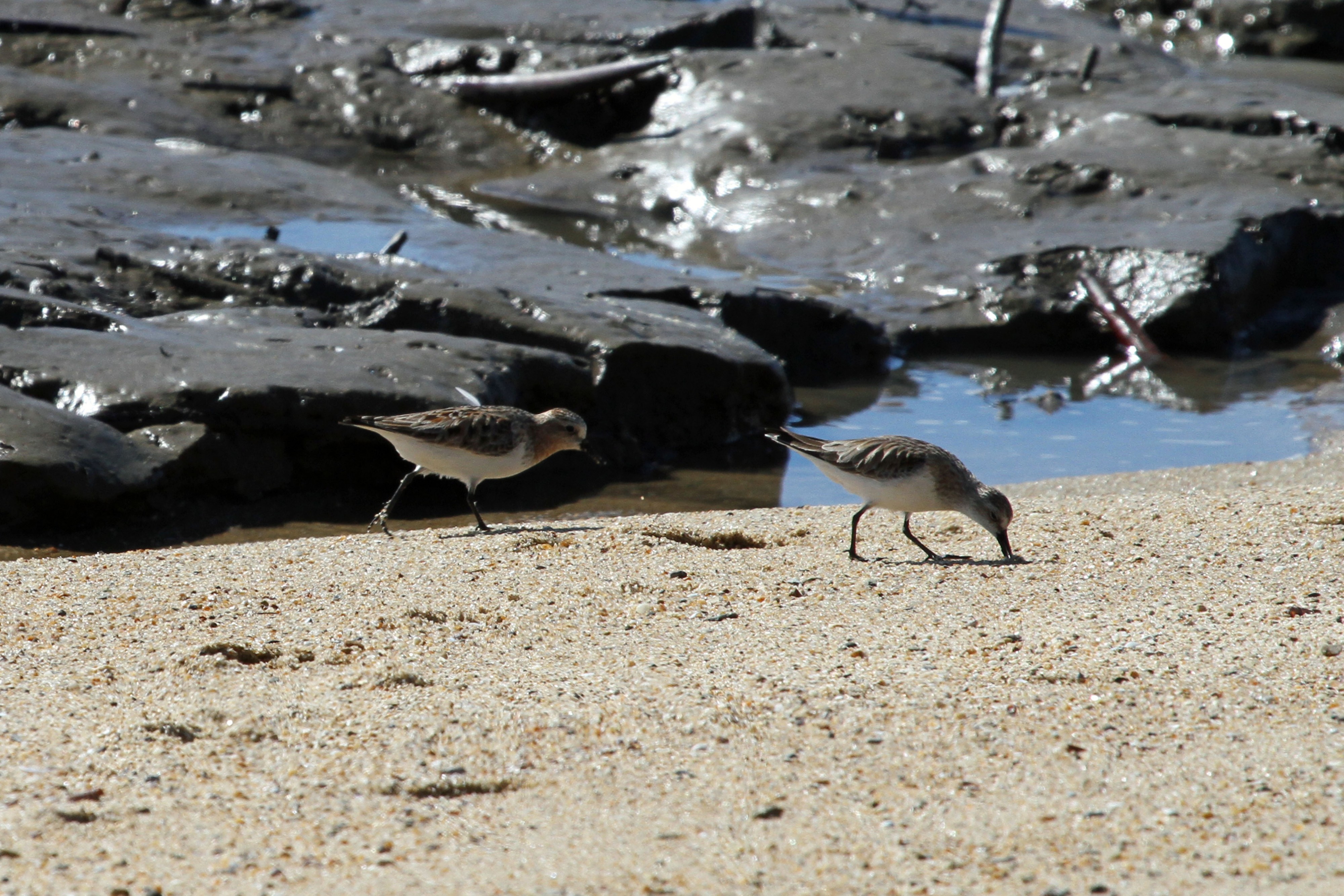 Red-necked Stint - Flickr - GregTheBusker