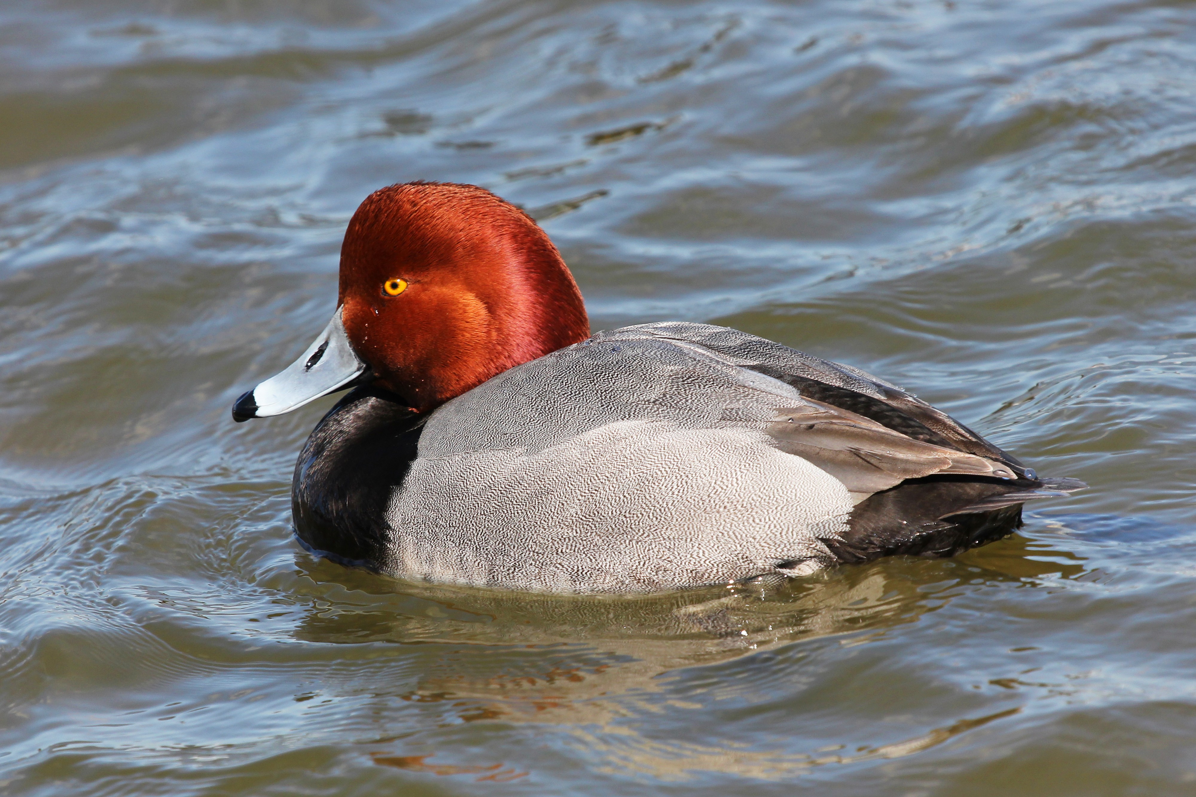 Redhead - Aythya americana, Oakley Street, Cambridge, Maryland