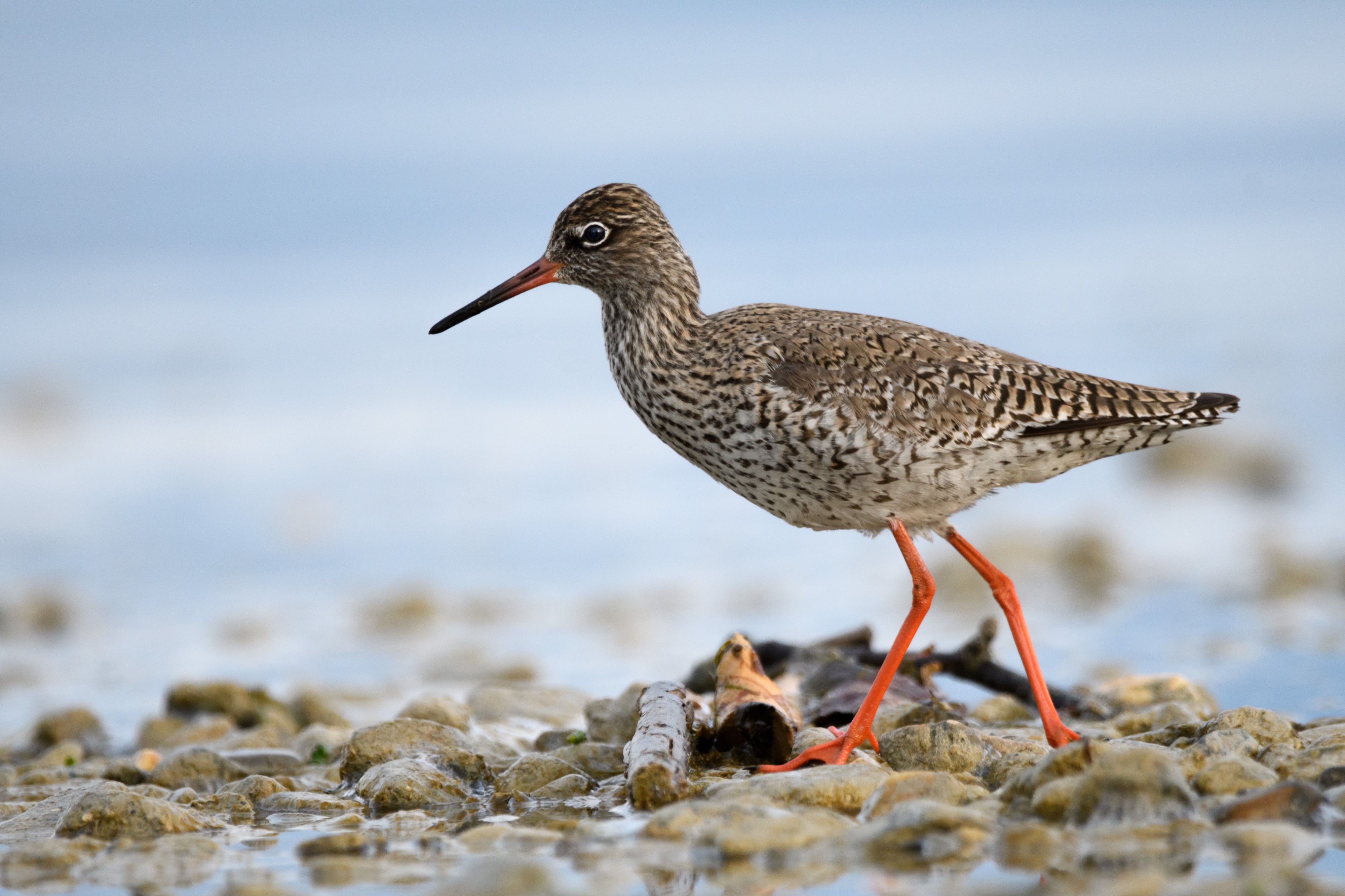 Redshank lake geneva-4