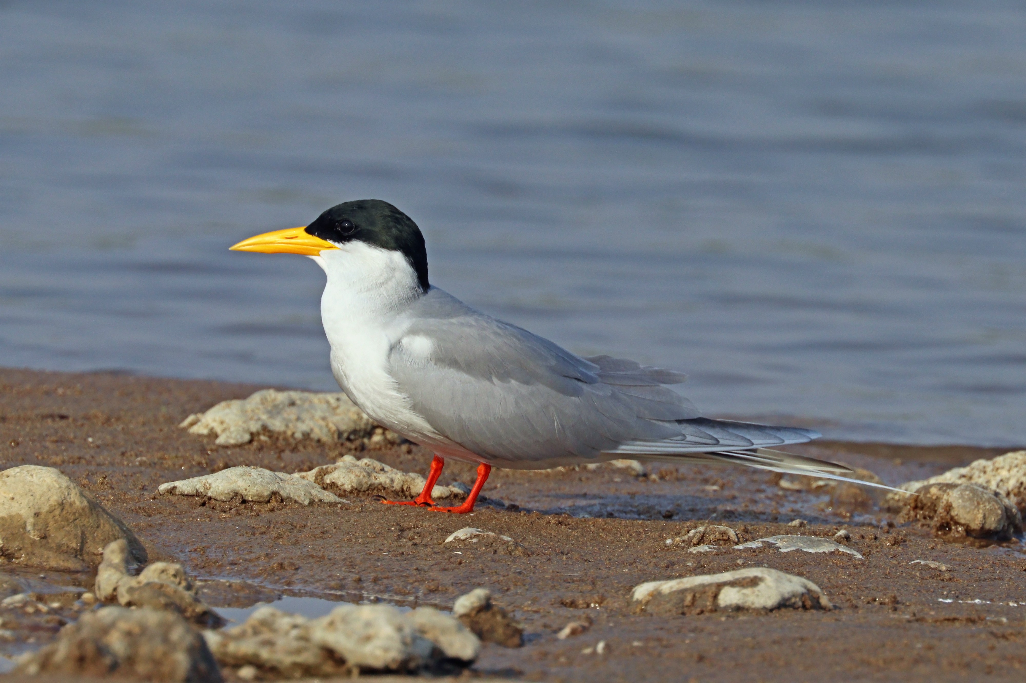 River tern (Sterna aurantia)