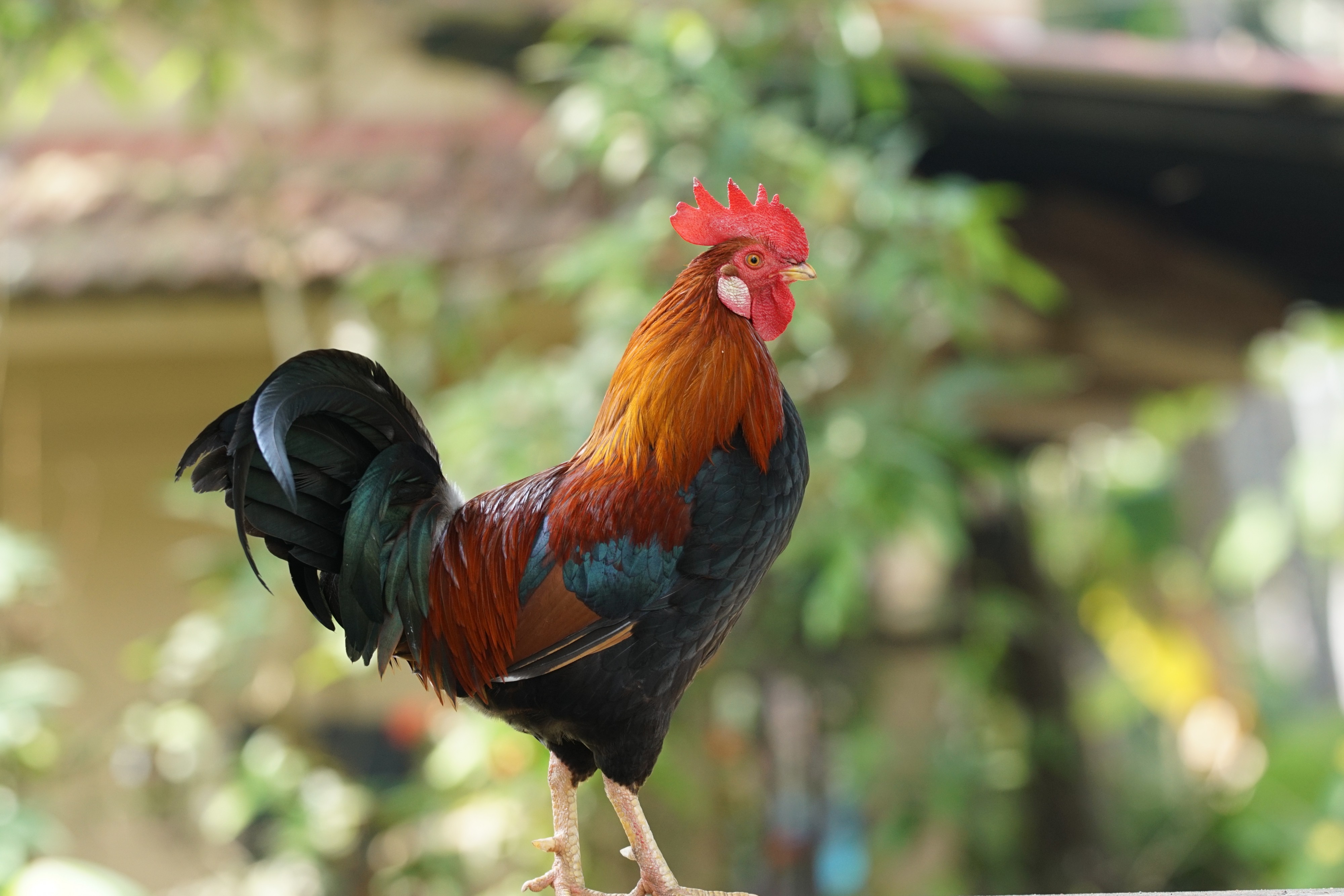 Rooster 08393