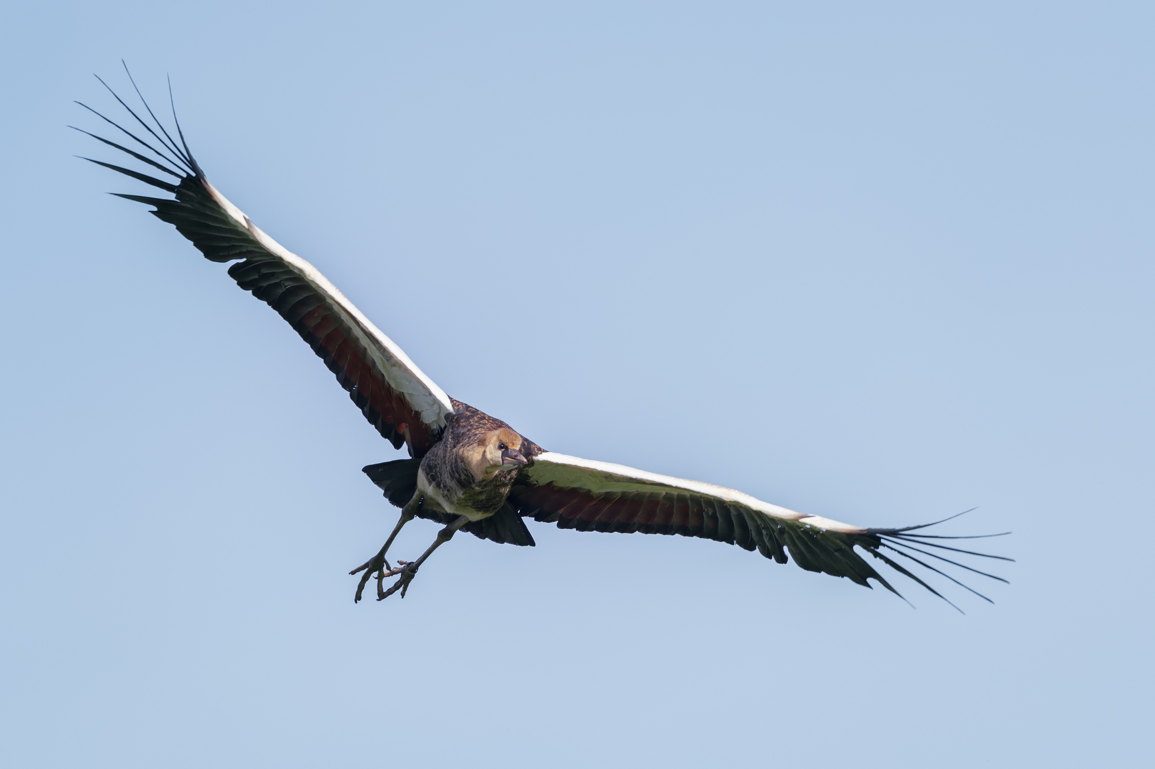 Südafrika-Kronenkranich Jungtier im Flug 2014