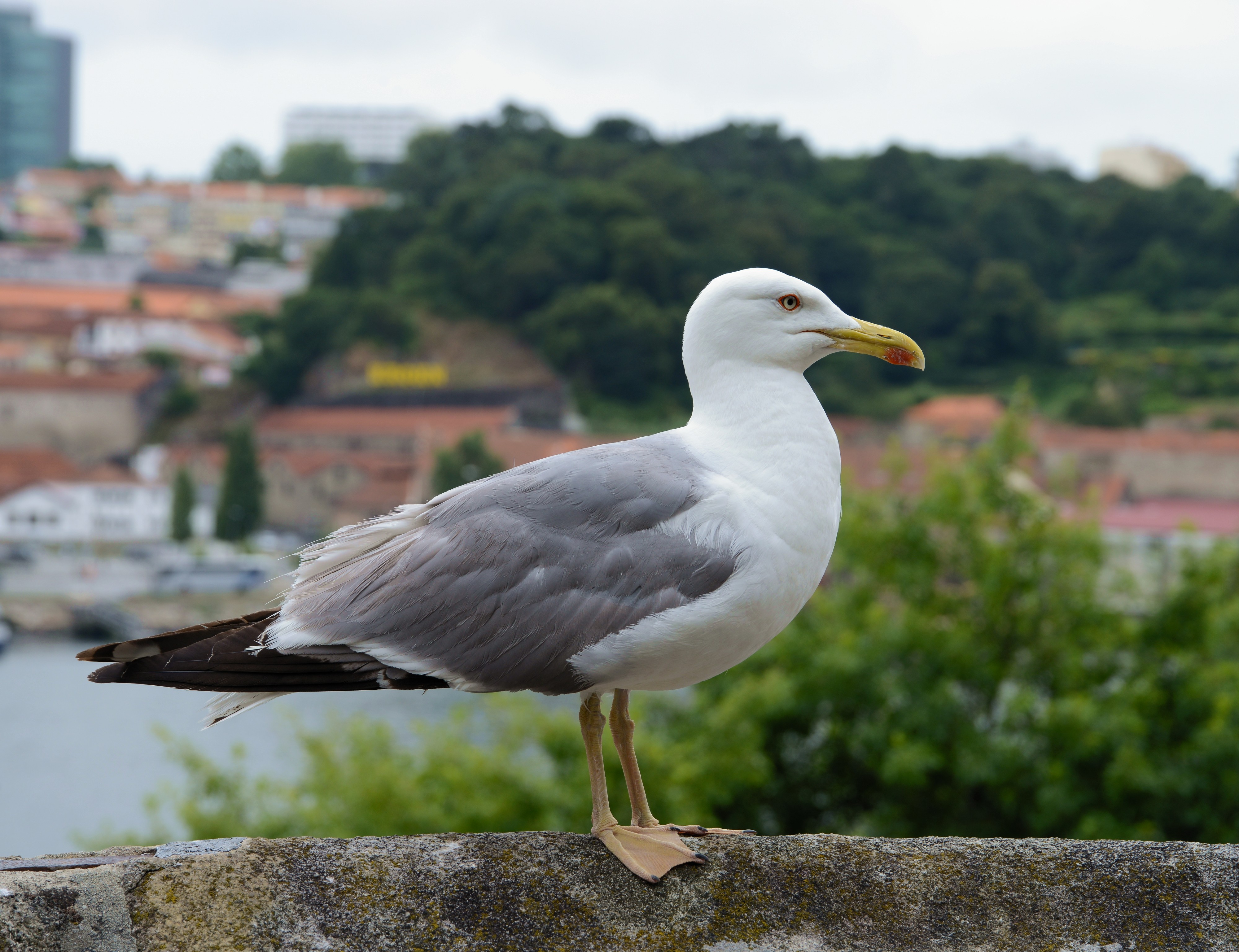 Seagull July 2014-3