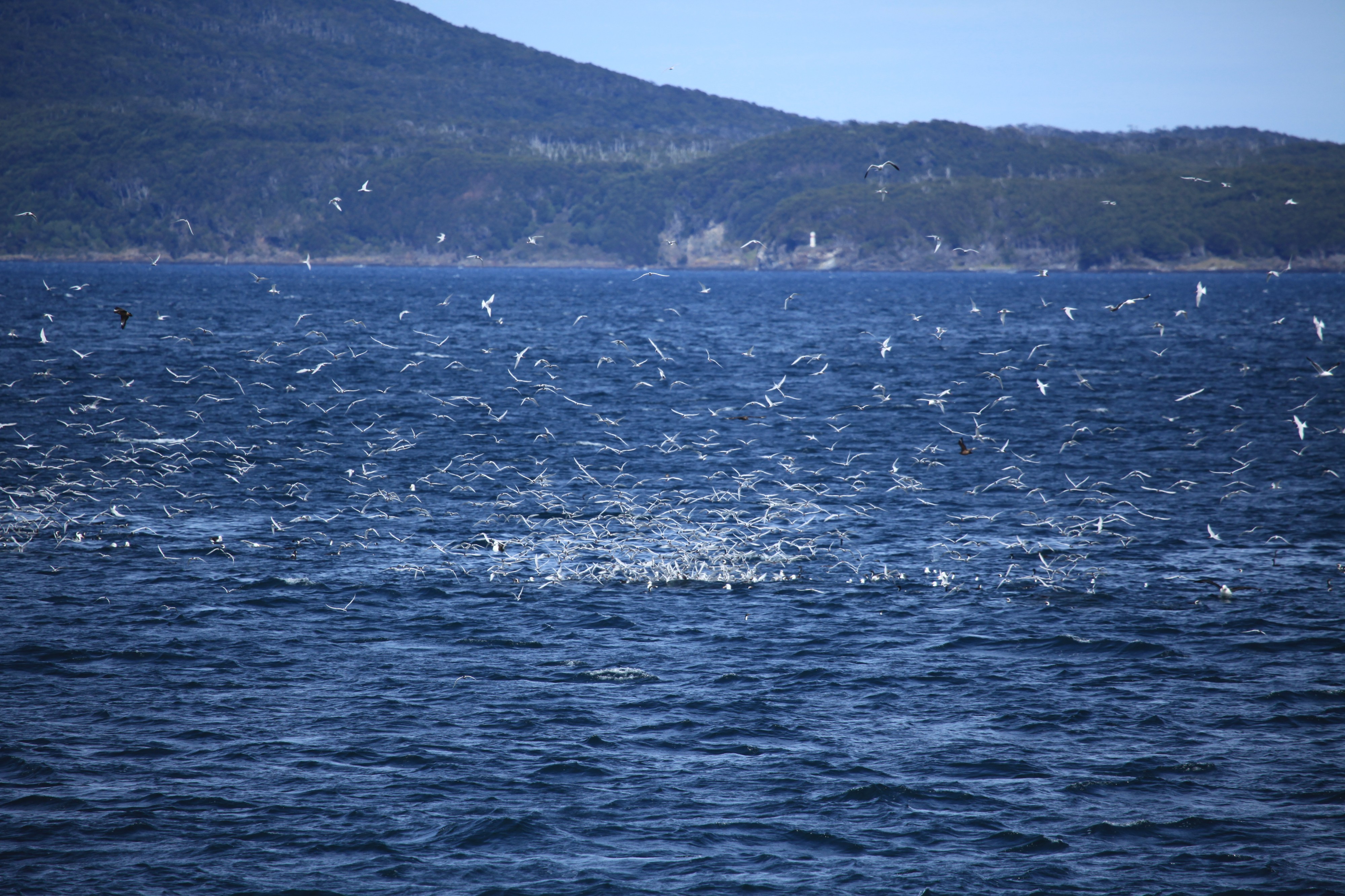 South American Tern feeding frenzy (6315120405)