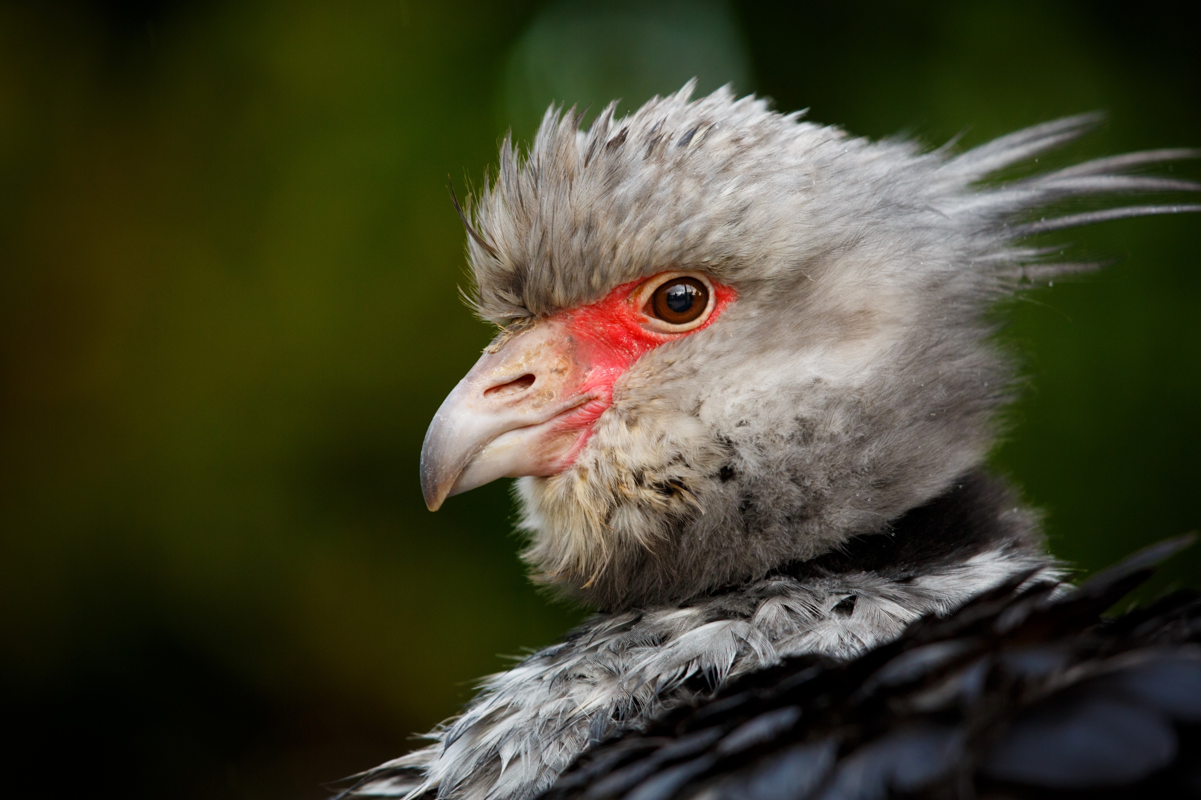 Southern Screamer (Chauna torquata) (11359430323)
