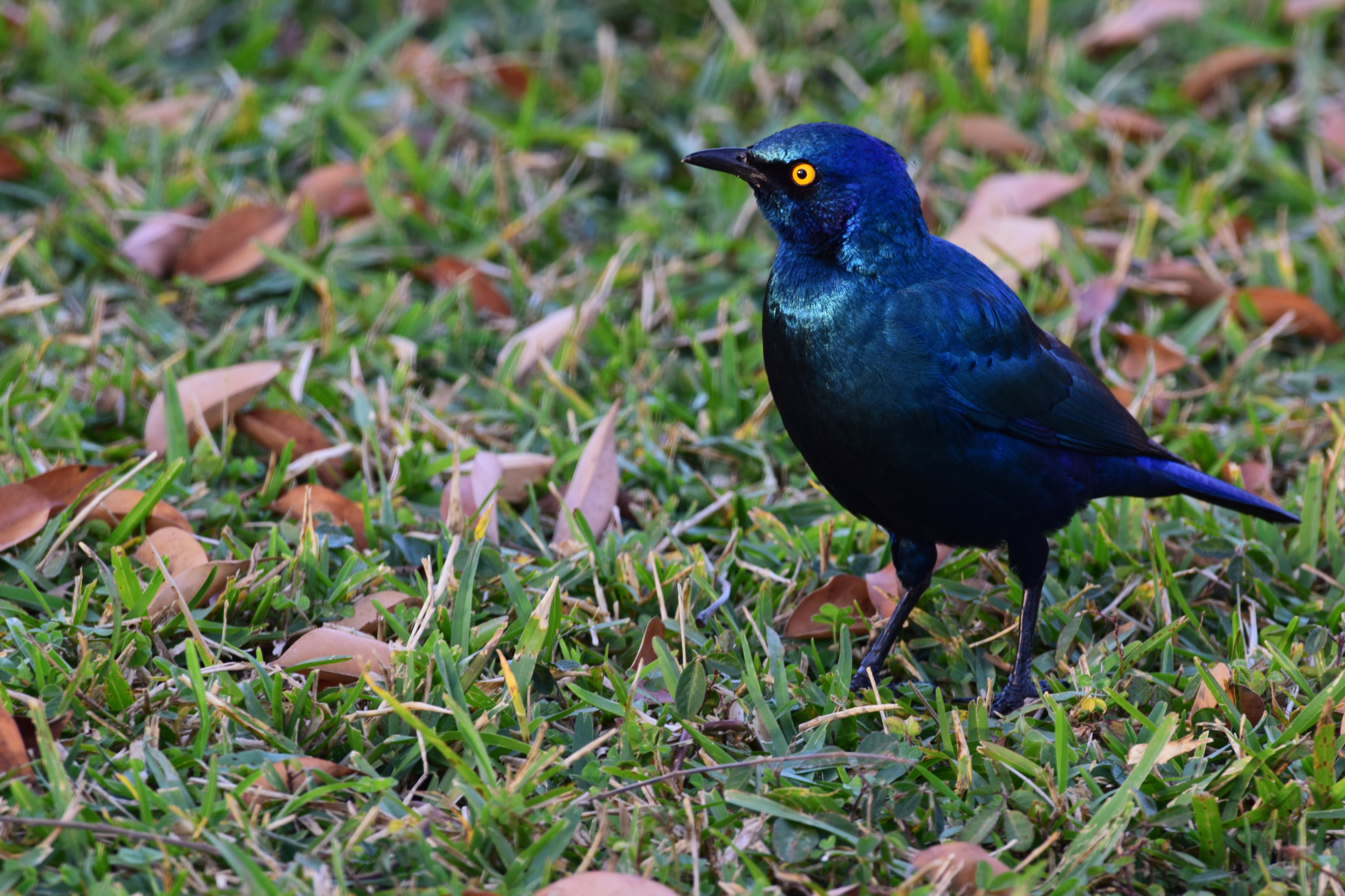 Starling (28099045545)