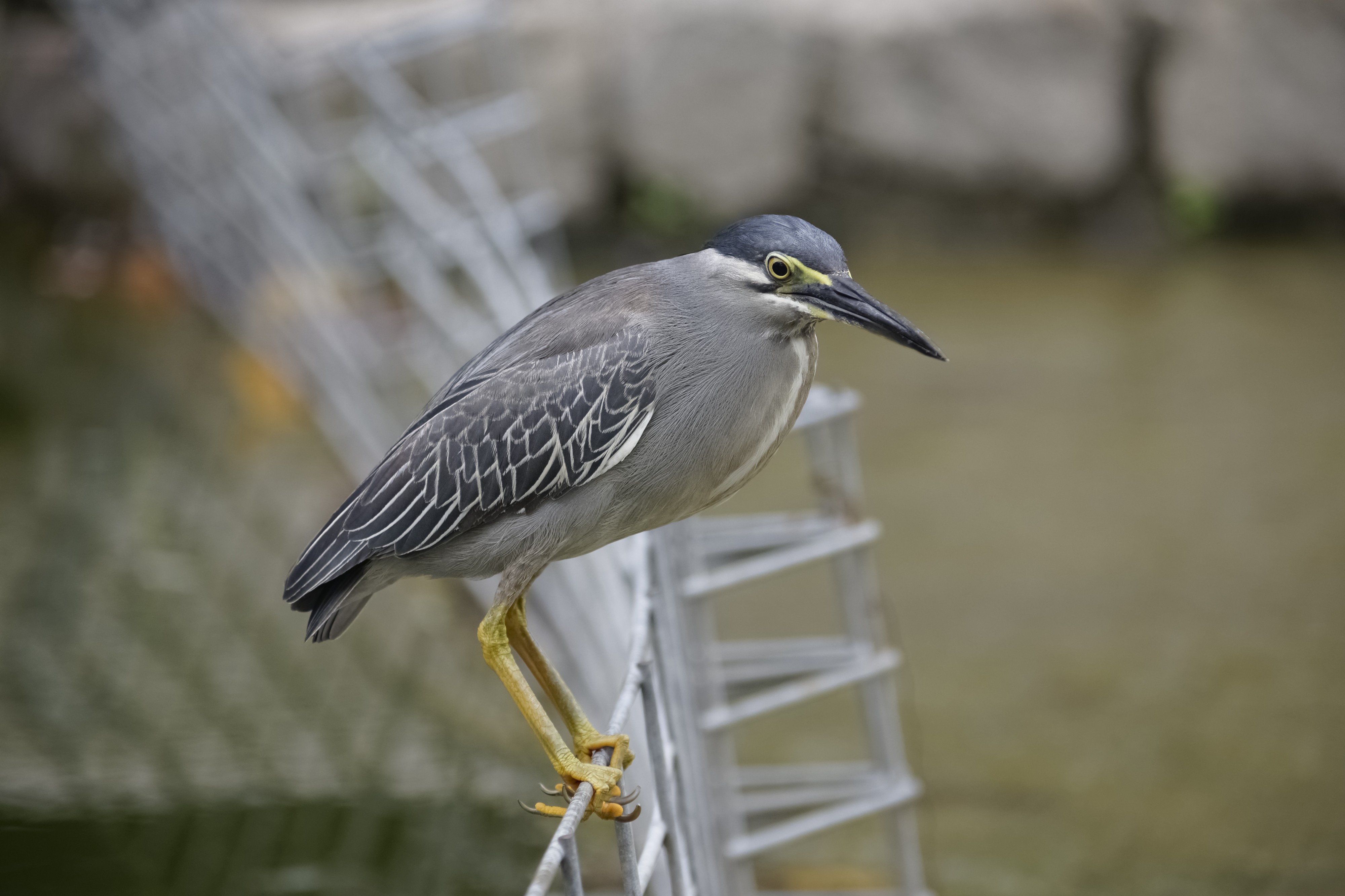 Striated Heron (Butorides striata) @ Kuala Lumpur, Malaysia (3)