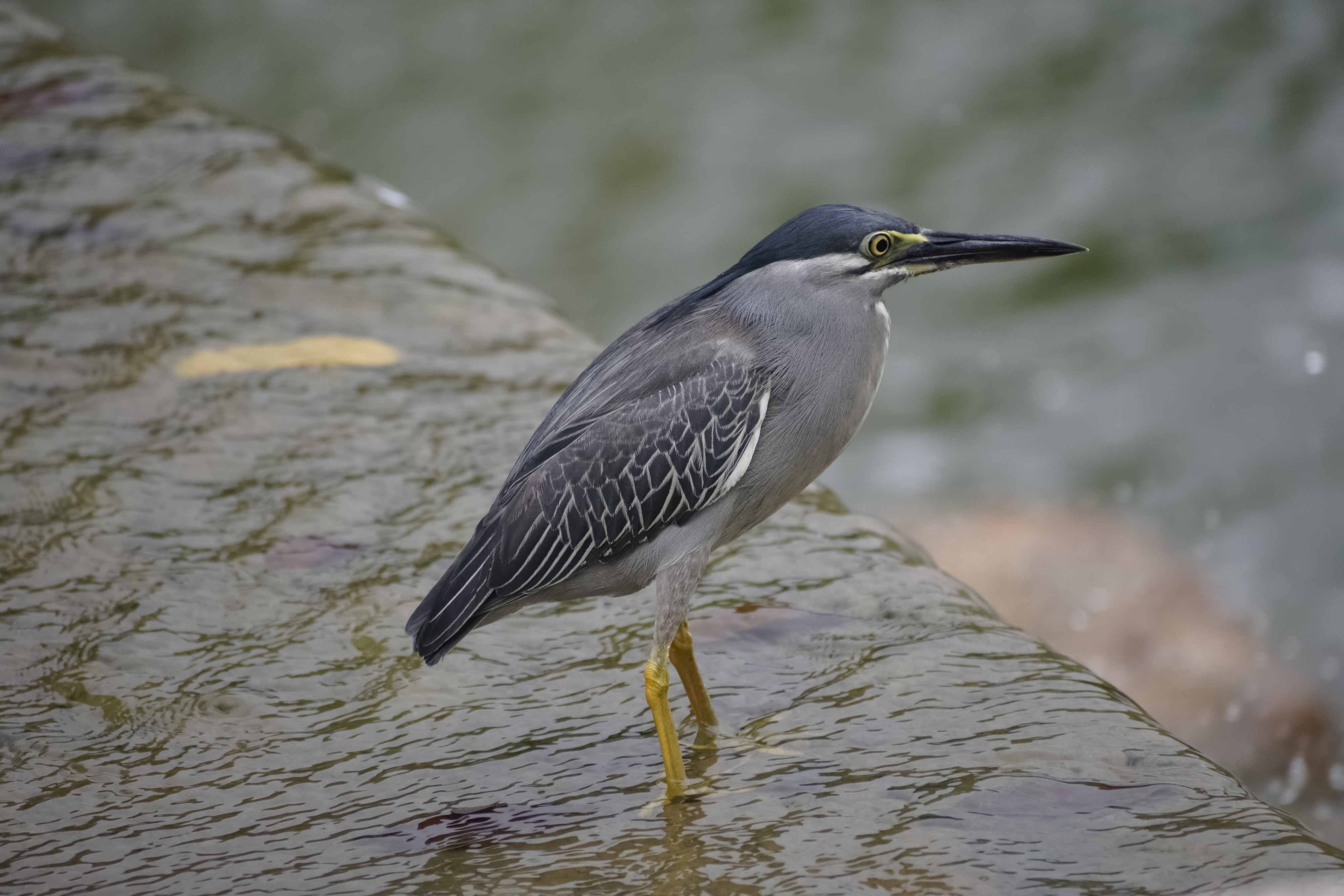 Striated Heron (Butorides striata) @ Kuala Lumpur, Malaysia (6)