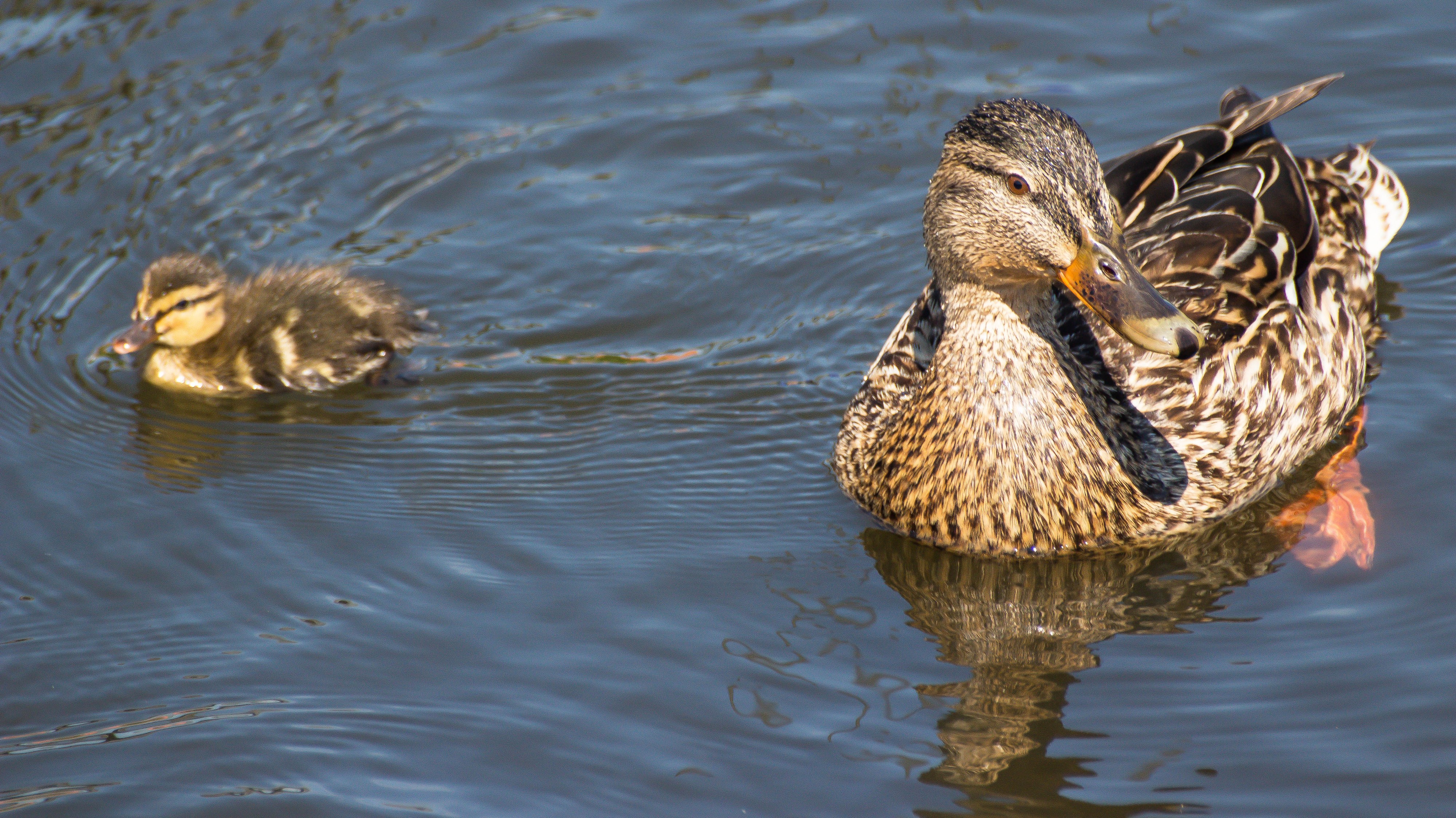 Swimming (14076771060)