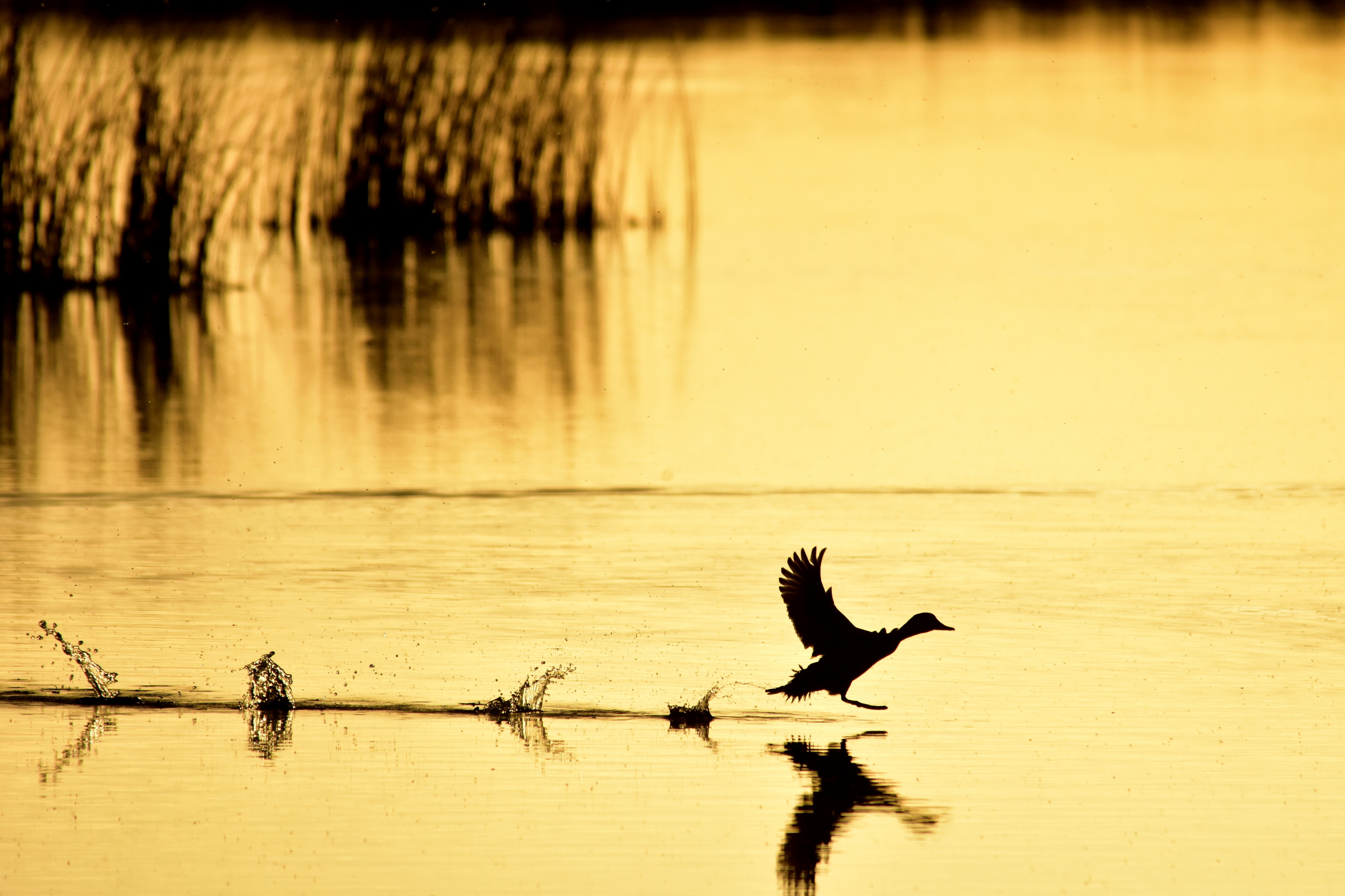 Takeoff (35203521620)