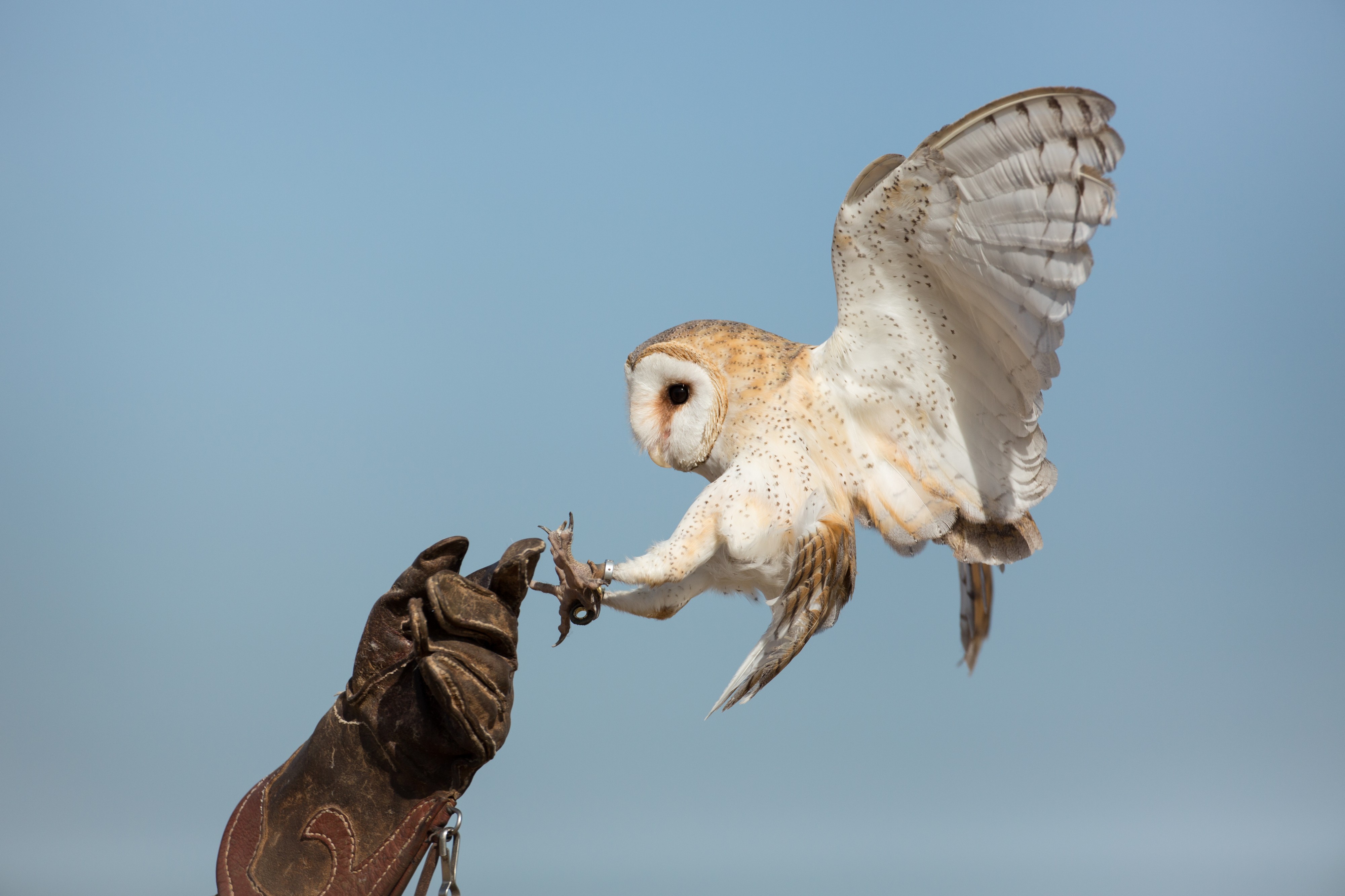 Tyto alba - Cetrería - 01